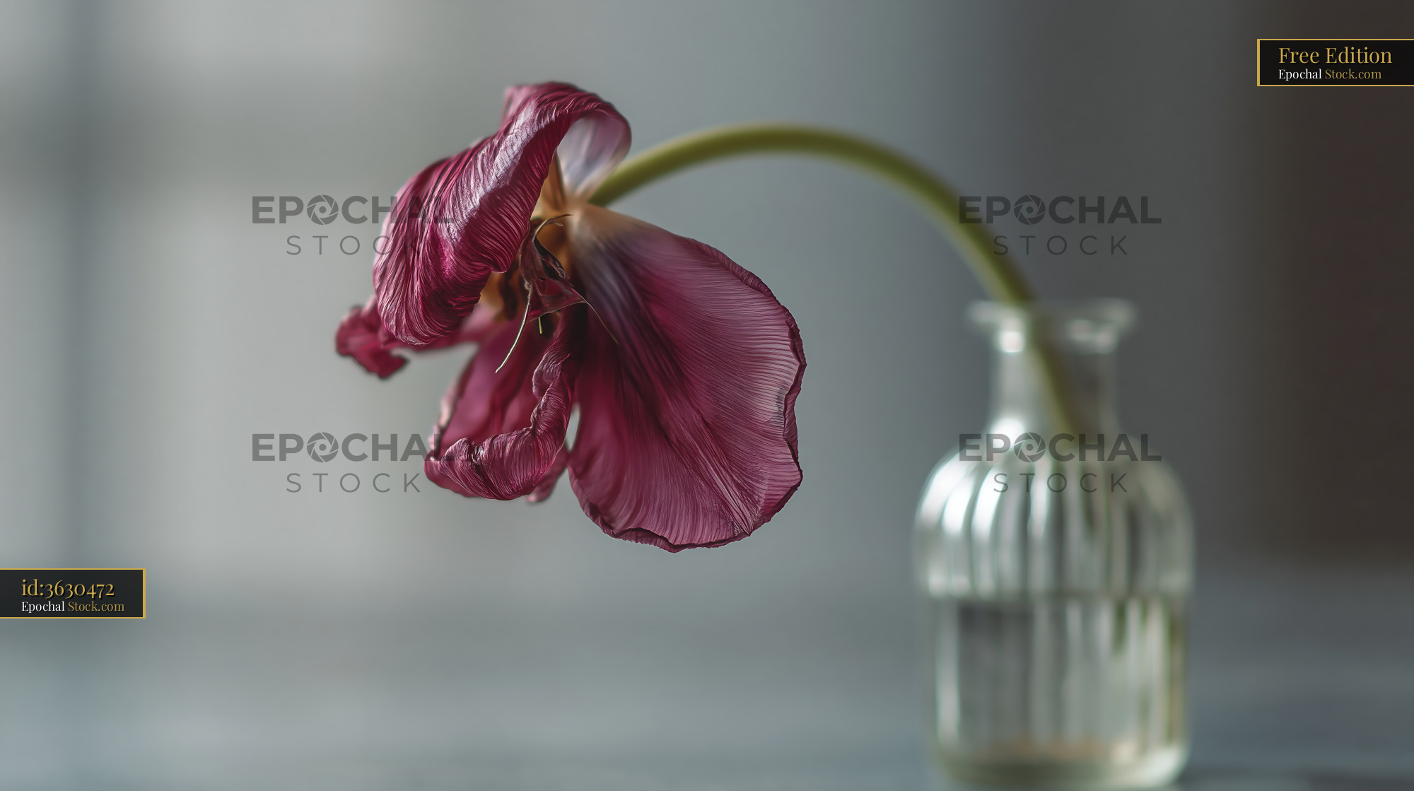 Wilted purple tulip in a glass vase inside a snow covered empty cabin - stock photo