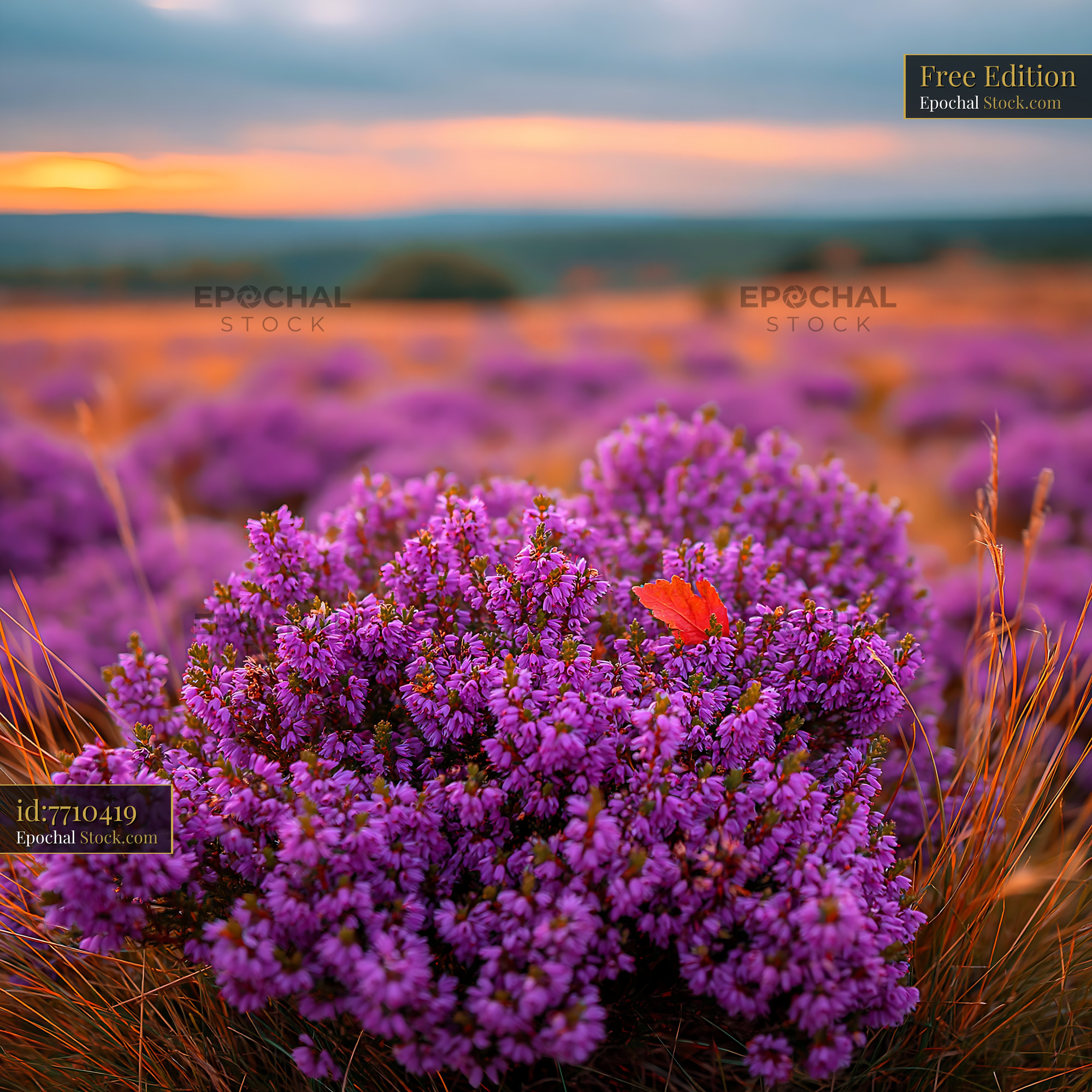 Blooming heather field at sunset with a single fallen autumn leaf - stock photo