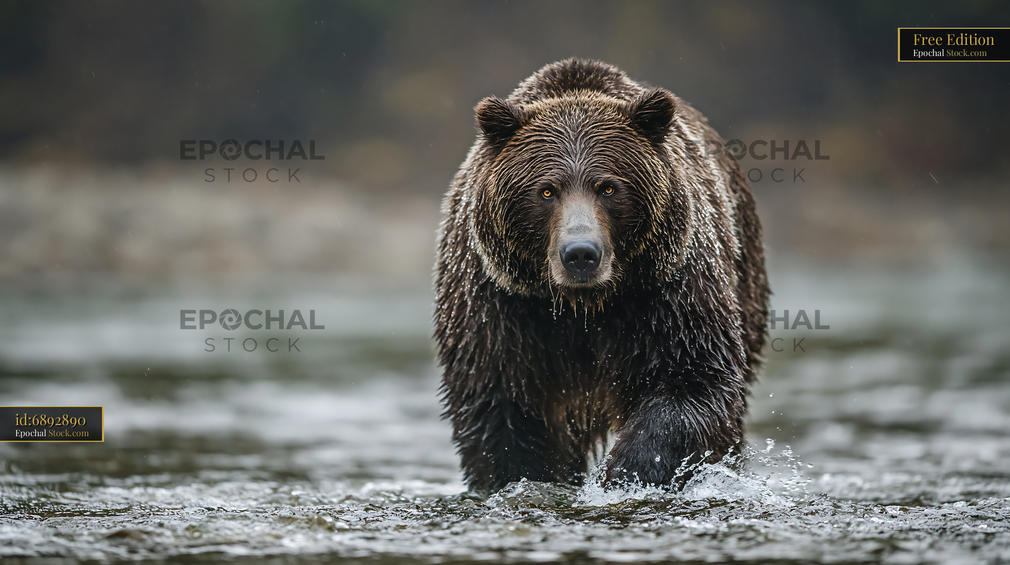 Powerful grizzly bear with wet fur wading through a shallow river - stock photo