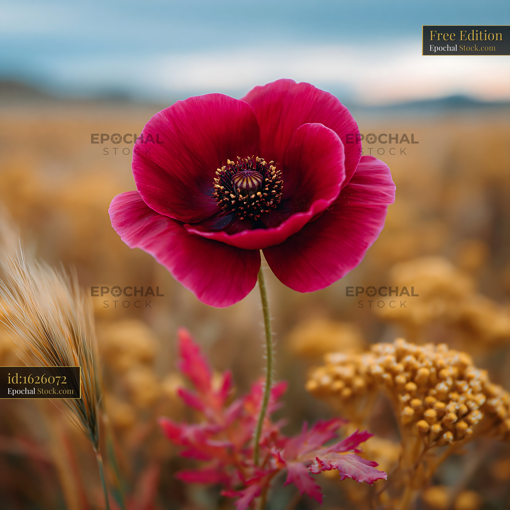 Vibrant red poppy blooming in a golden wildflower meadow at sunset - stock photo