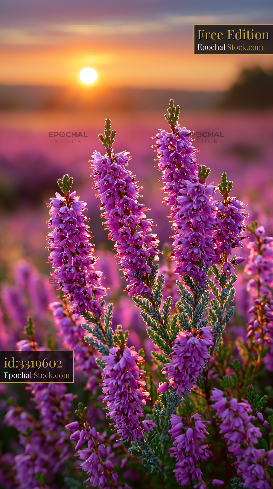 Purple heather blooming in a wildflower meadow at sunset - stock photo