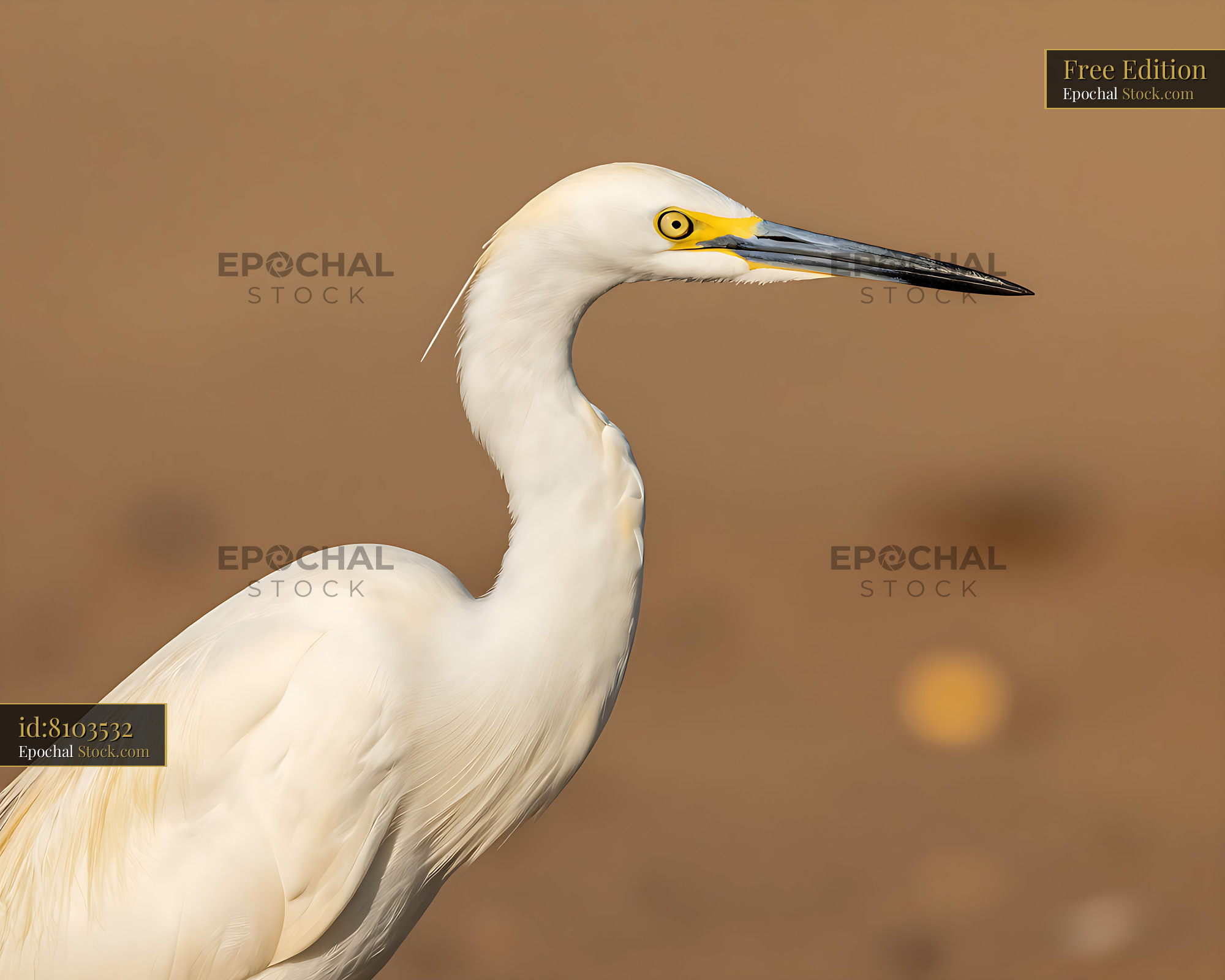 Little egret with white plumage in soft golden light - stock photo
