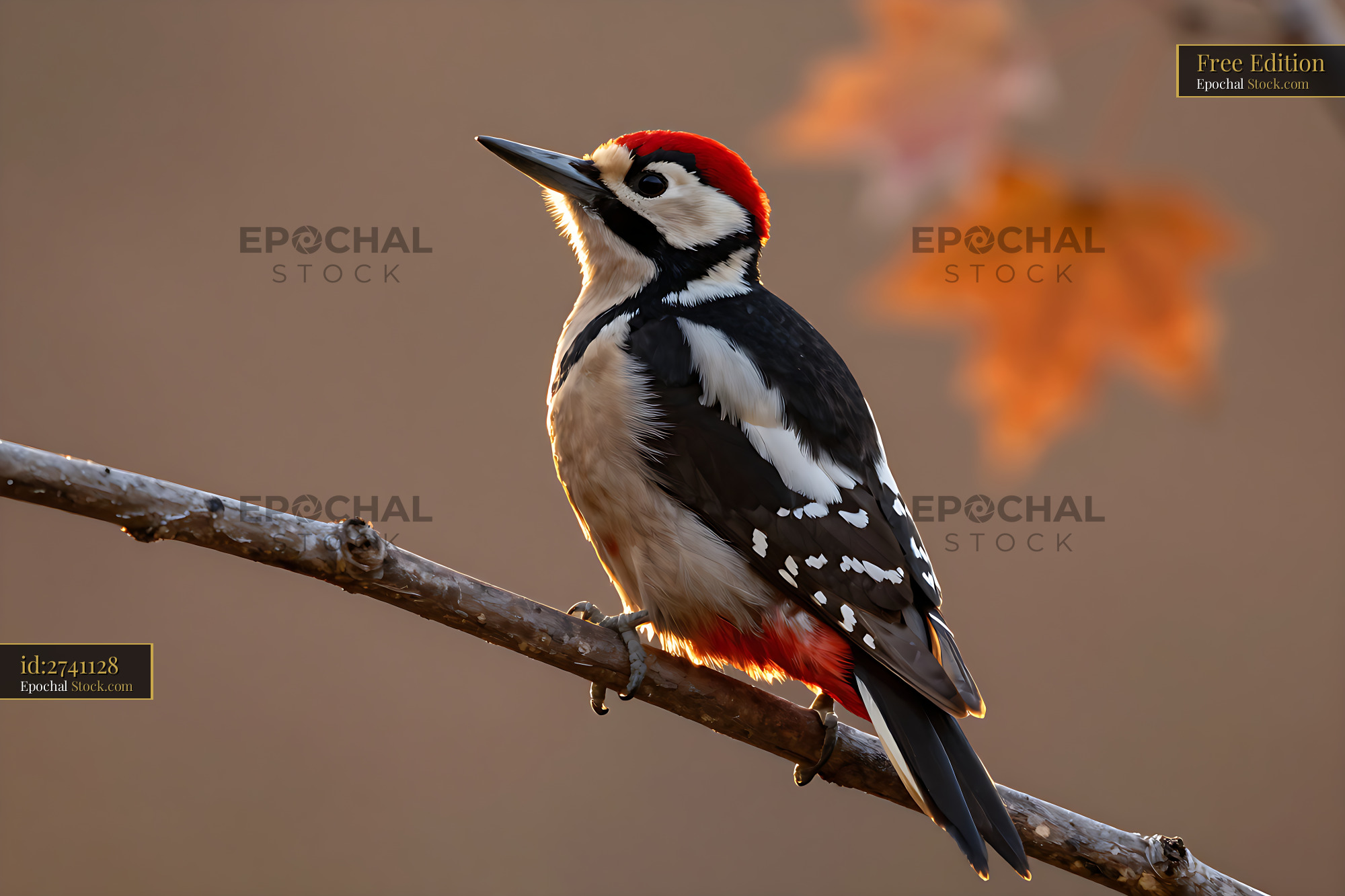 Great spotted woodpecker perched on a branch in autumn sunlight - stock photo