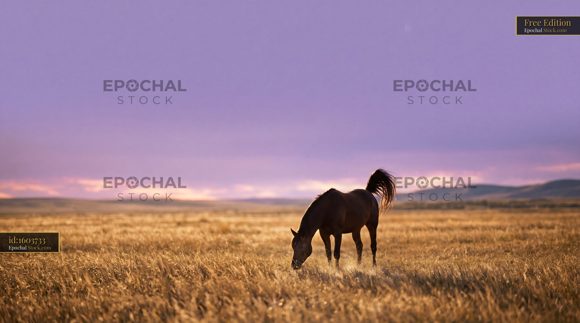 Horse grazing in golden field under a purple sunset sky - stock photo