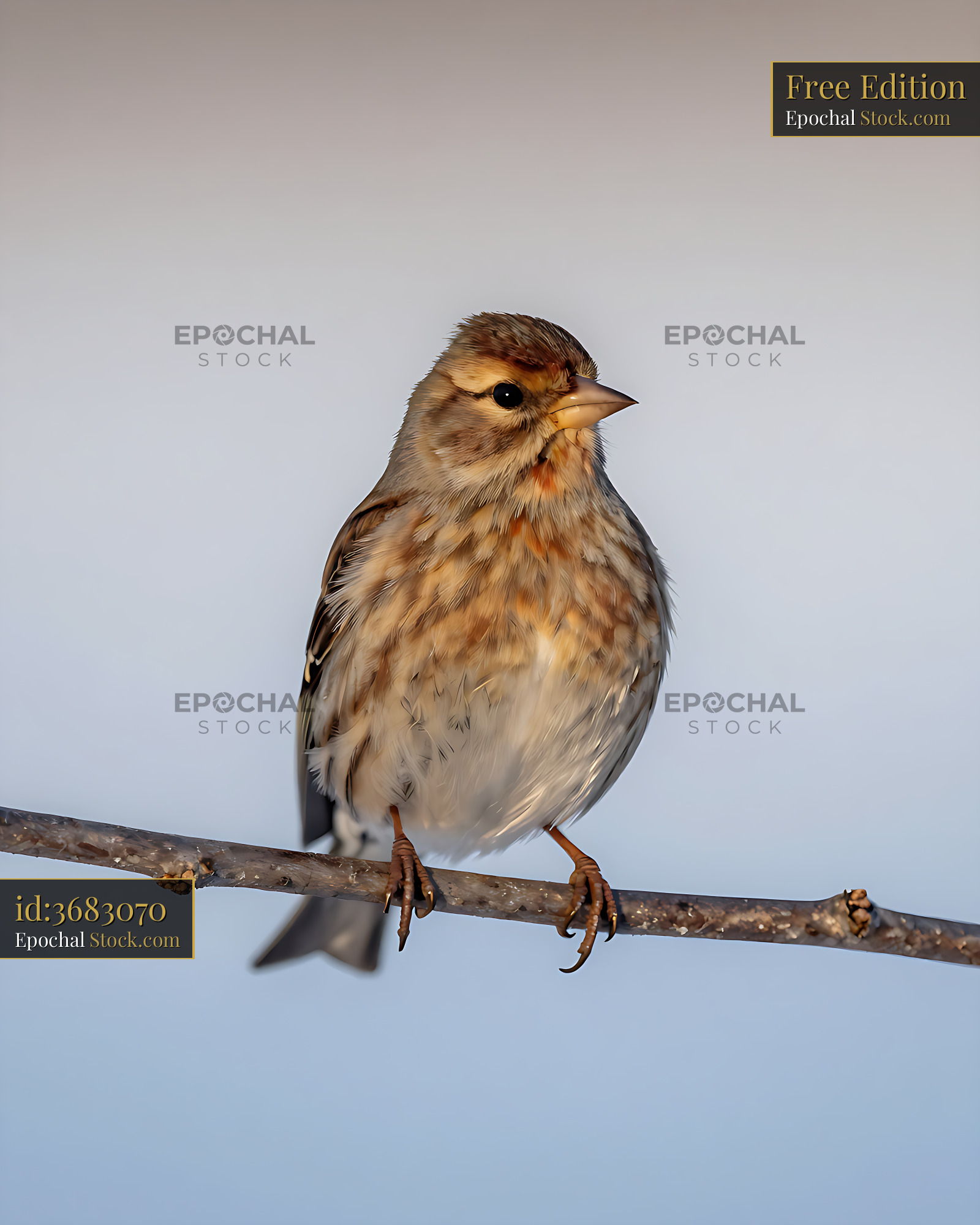 Common linnet perched on a thin branch against a clear sky - stock photo