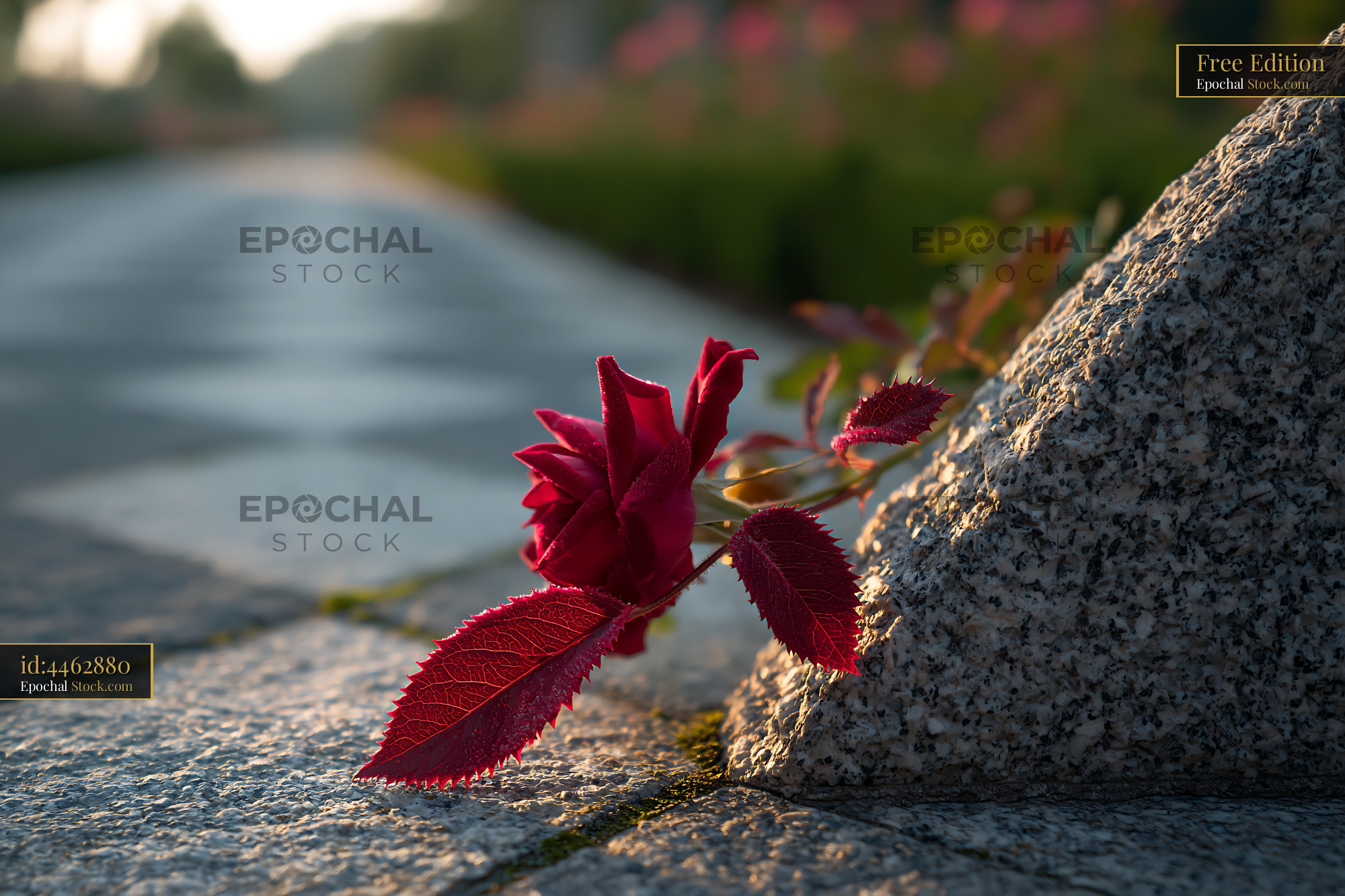 Red rose leaning against a granite stone in a formal garden at sunrise - stock photo