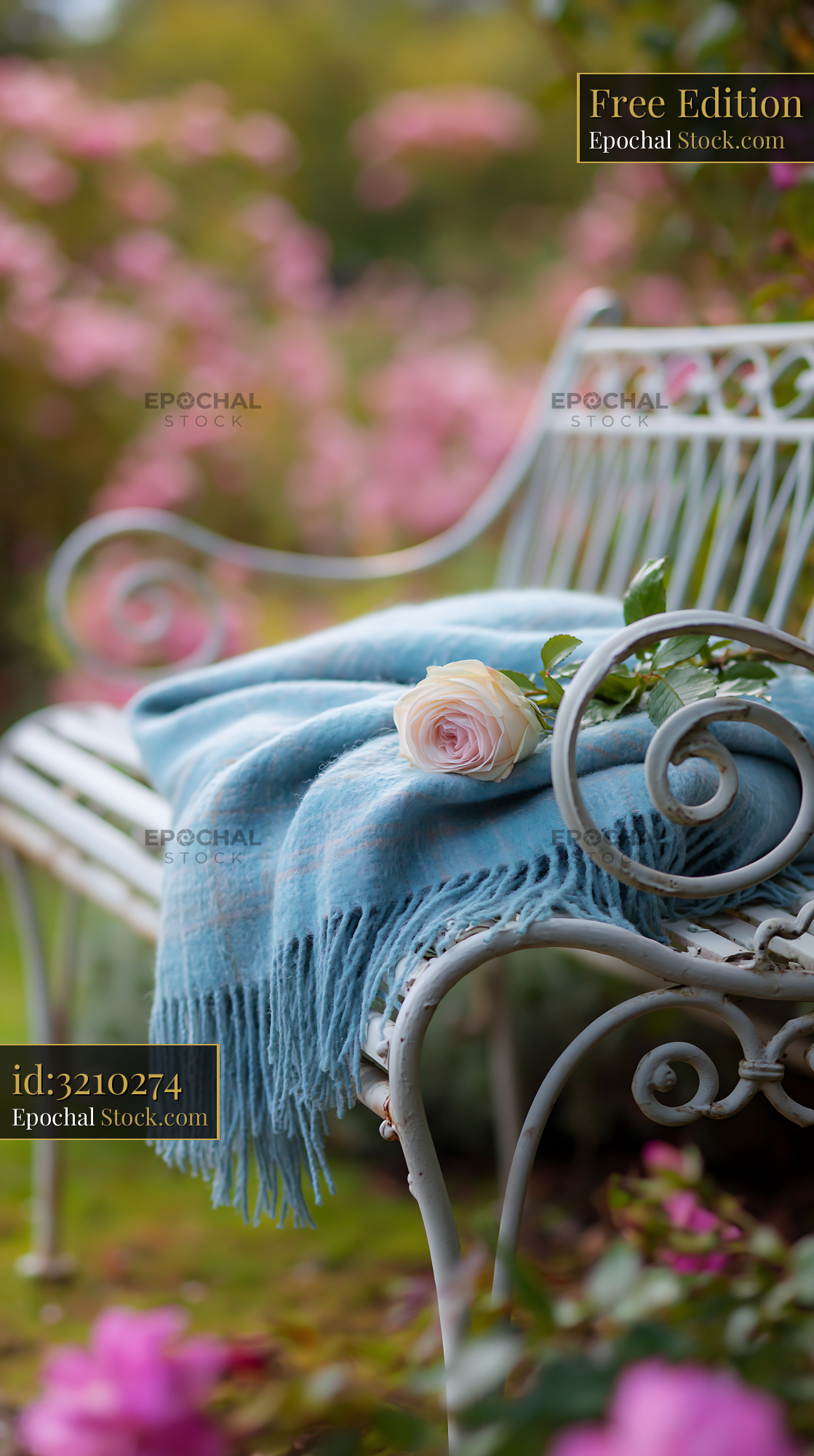White metal garden bench with blue blanket and single pink rose - stock photo