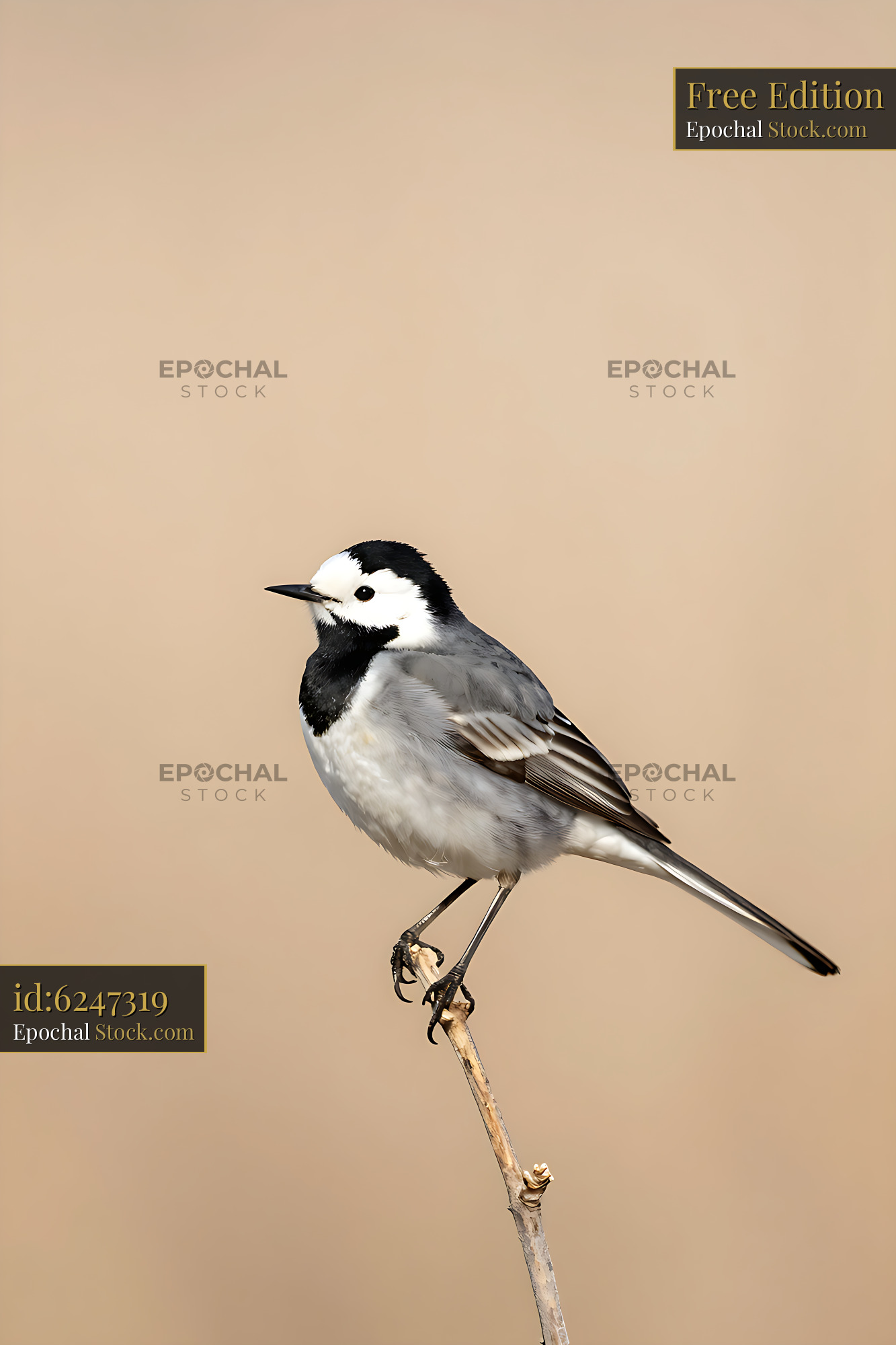White wagtail perched on a thin branch against a neutral background - stock photo
