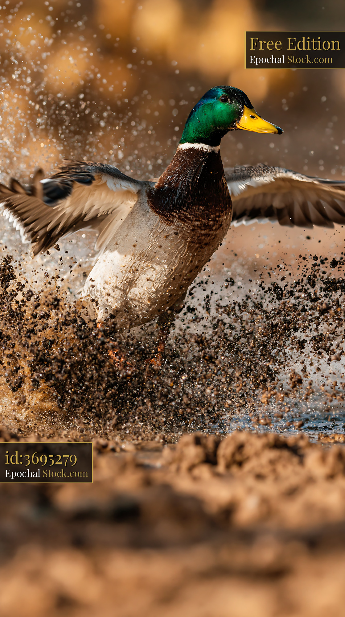 Male mallard duck splashing through mud and water at Bear River - stock photo