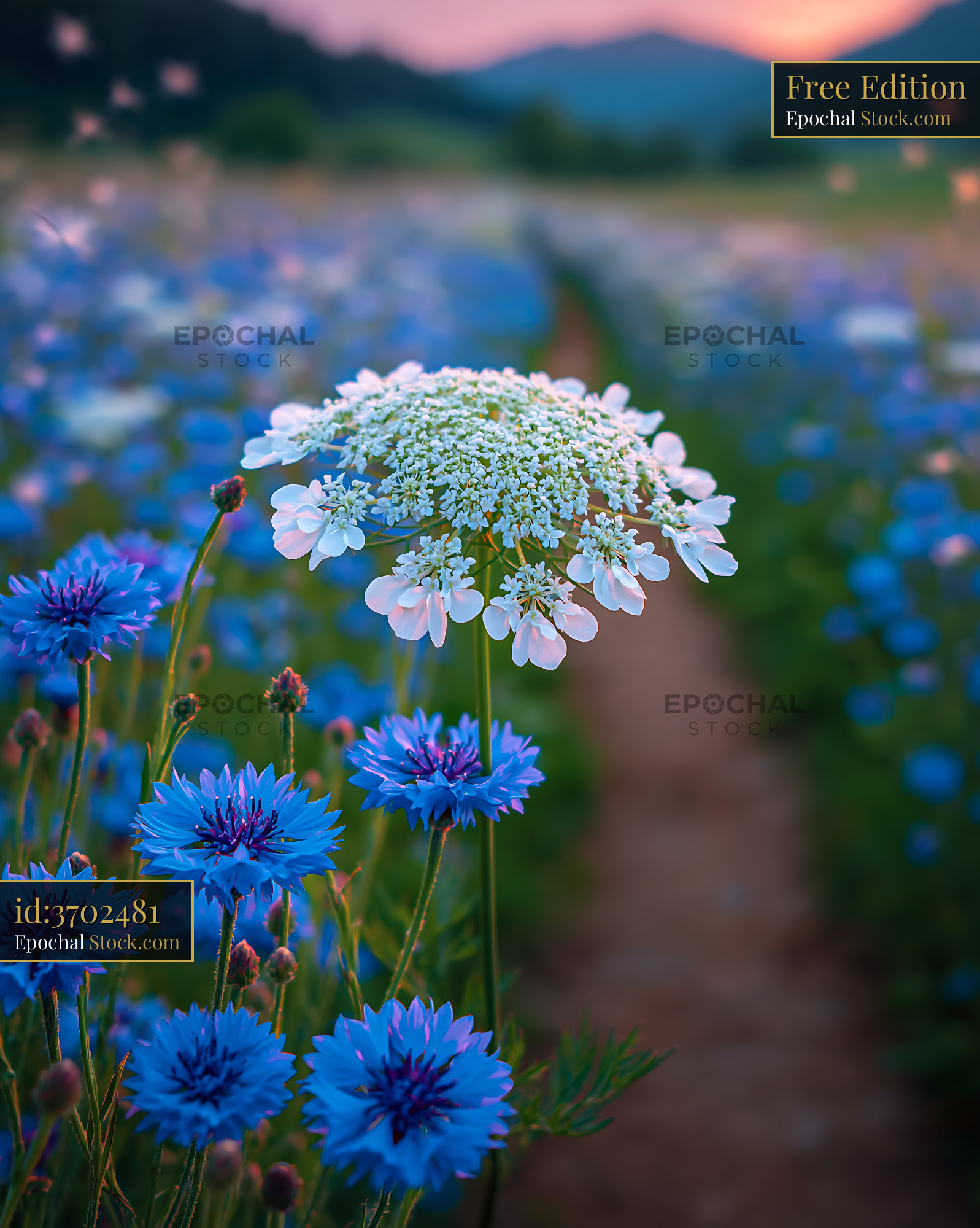 White lace flower and blue cornflowers in a wildflower meadow at sunse