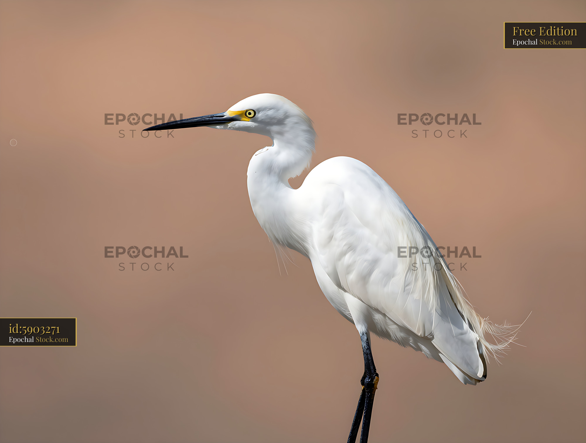 White snowy egret standing alert against a soft neutral background - stock photo