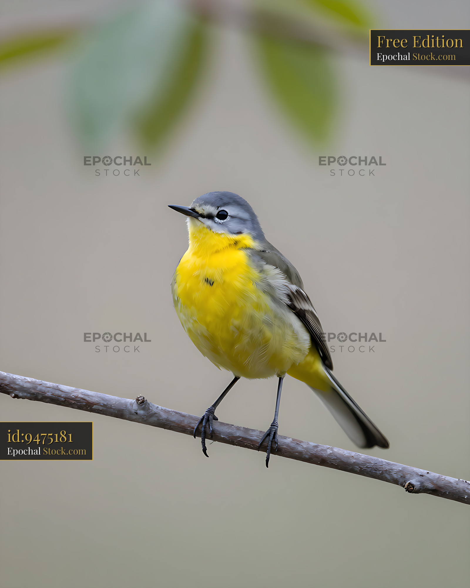 Grey wagtail with vibrant yellow plumage perched on a slender branch - stock photo