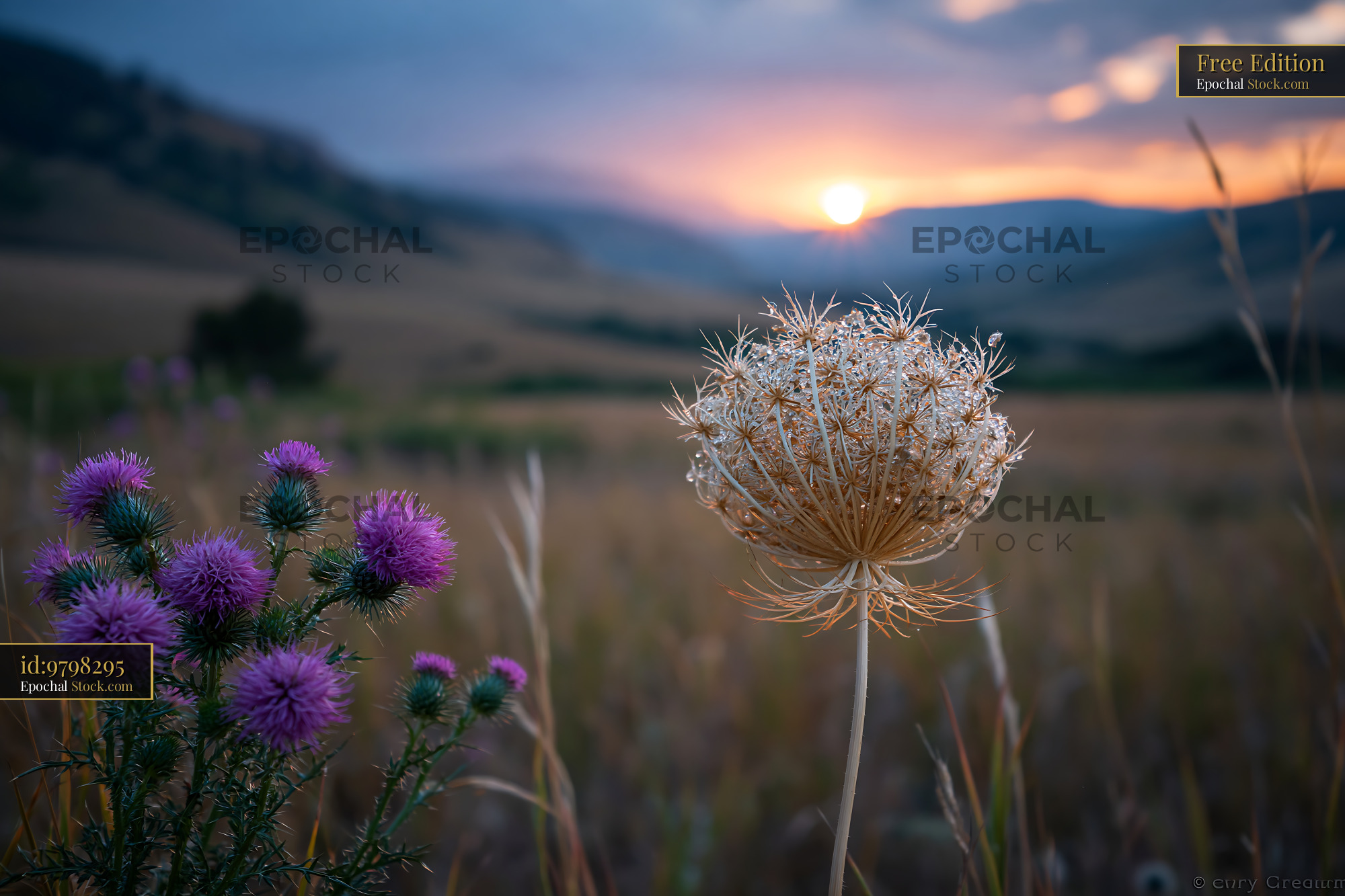 Dried wildflower and purple thistles in a meadow at sunset - stock photo
