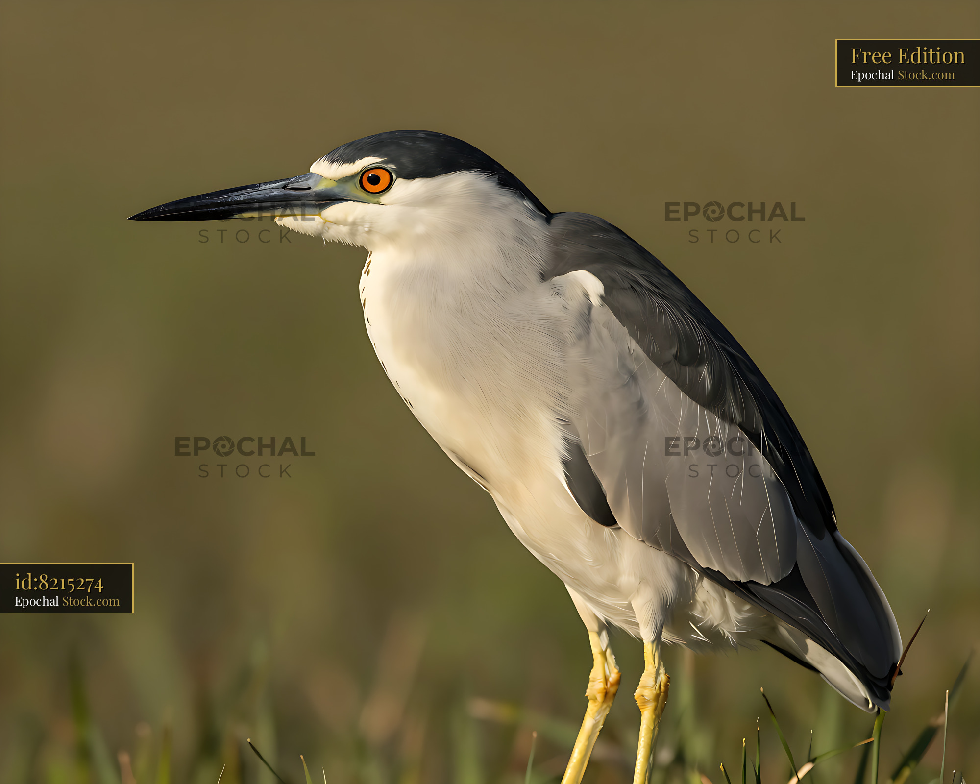 Black-crowned night heron standing in tall grass during golden hour - stock photo