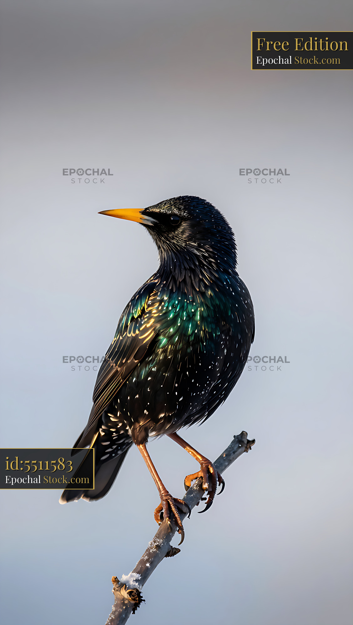 European Starling with iridescent plumage perched on a branch - stock photo