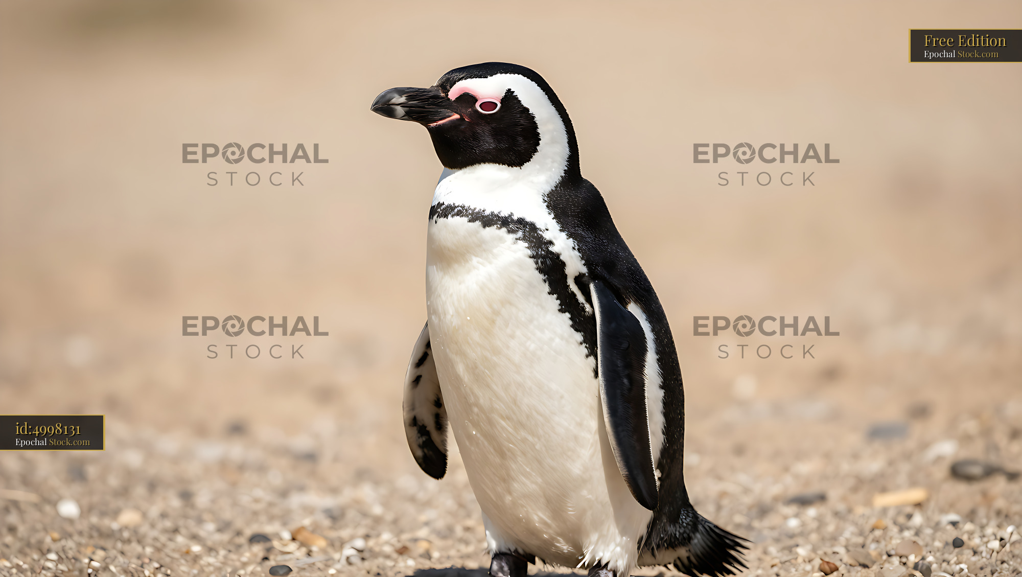 African penguin standing on a sandy beach in natural sunlight - stock photo