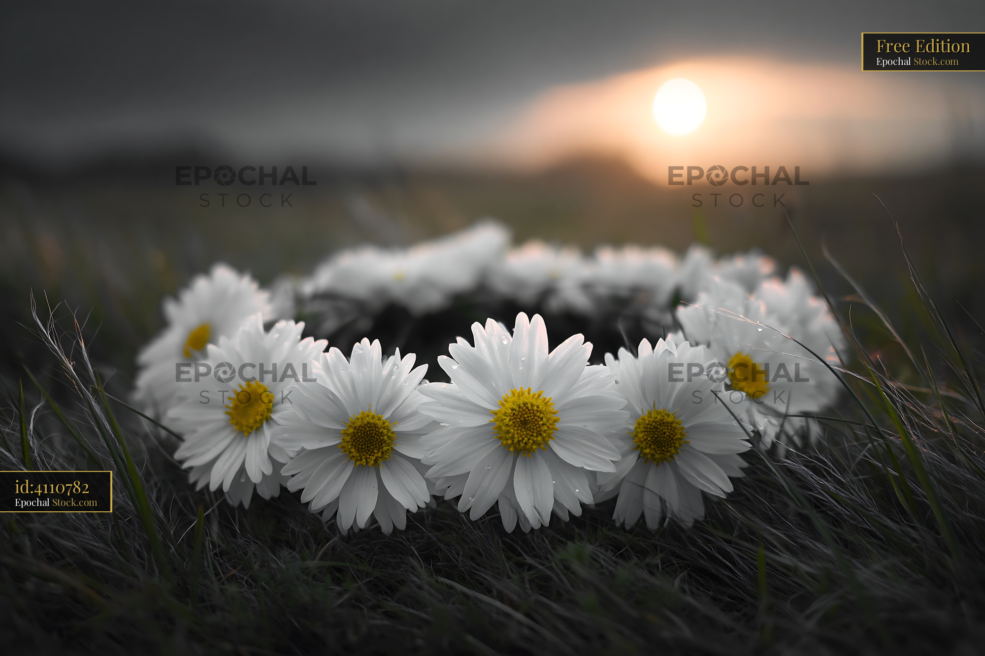 White daisy flower crown lying in dark meadow grass at sunset - stock photo