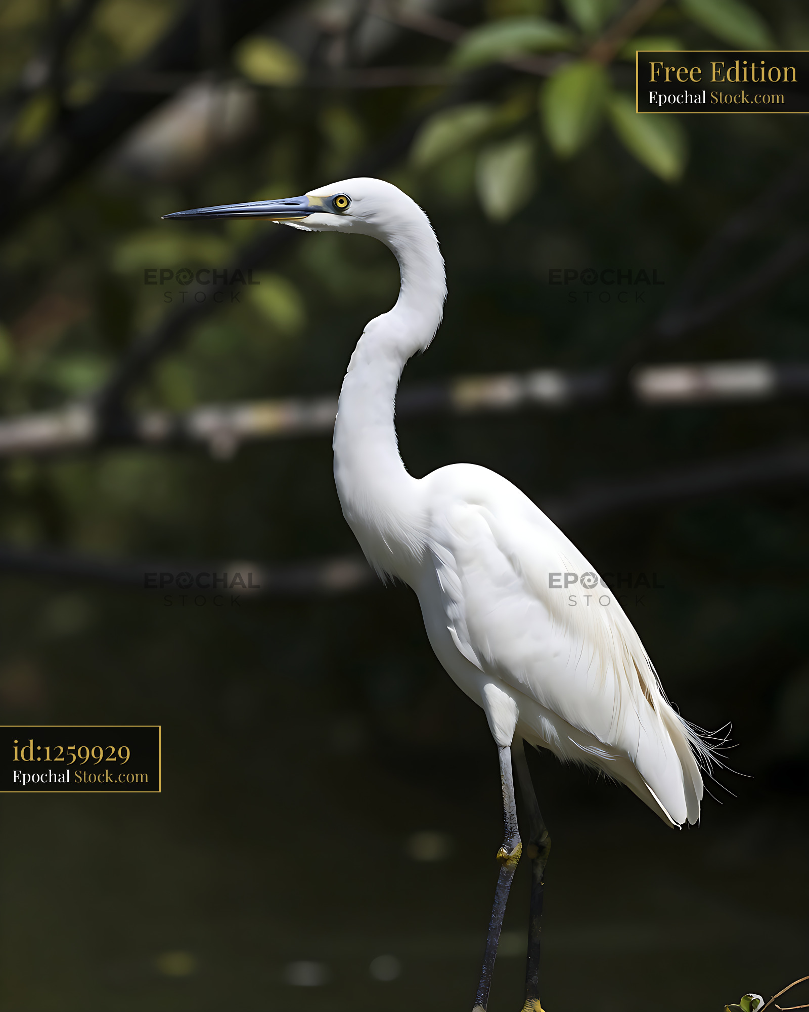 Great egret standing gracefully against a dark forest background - stock photo