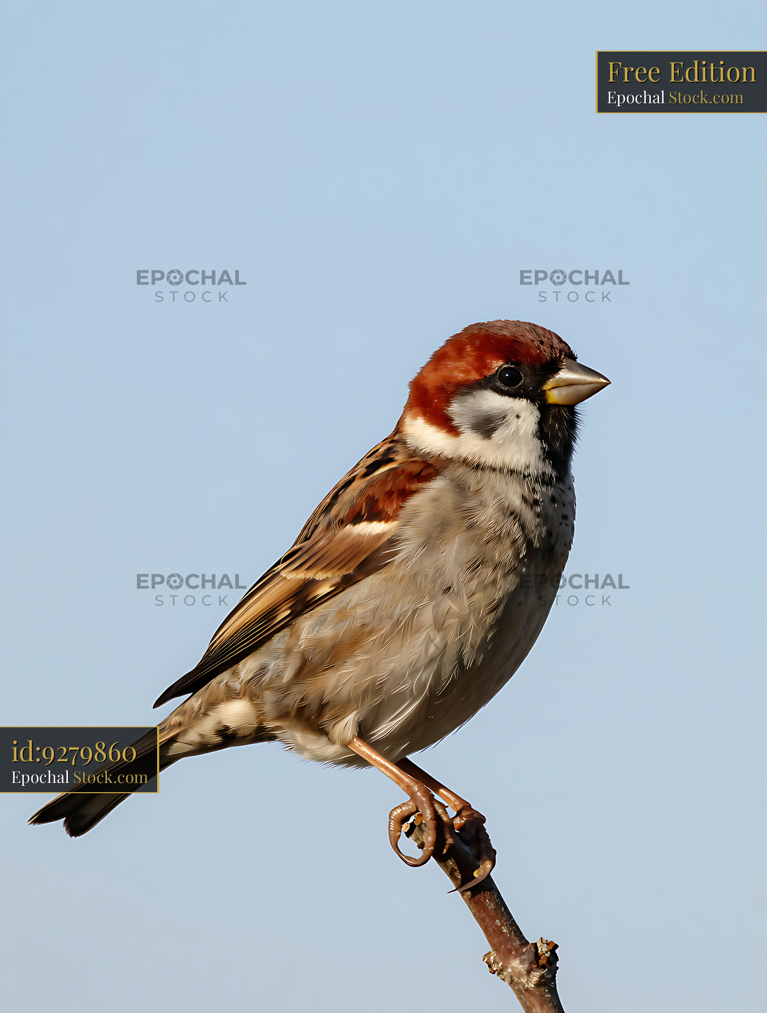 Eurasian tree sparrow perched on a thin branch against blue sky - stock photo
