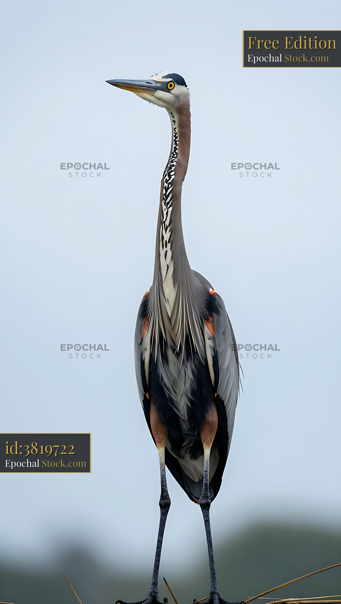 Purple heron standing tall against a bright overcast sky - stock photo