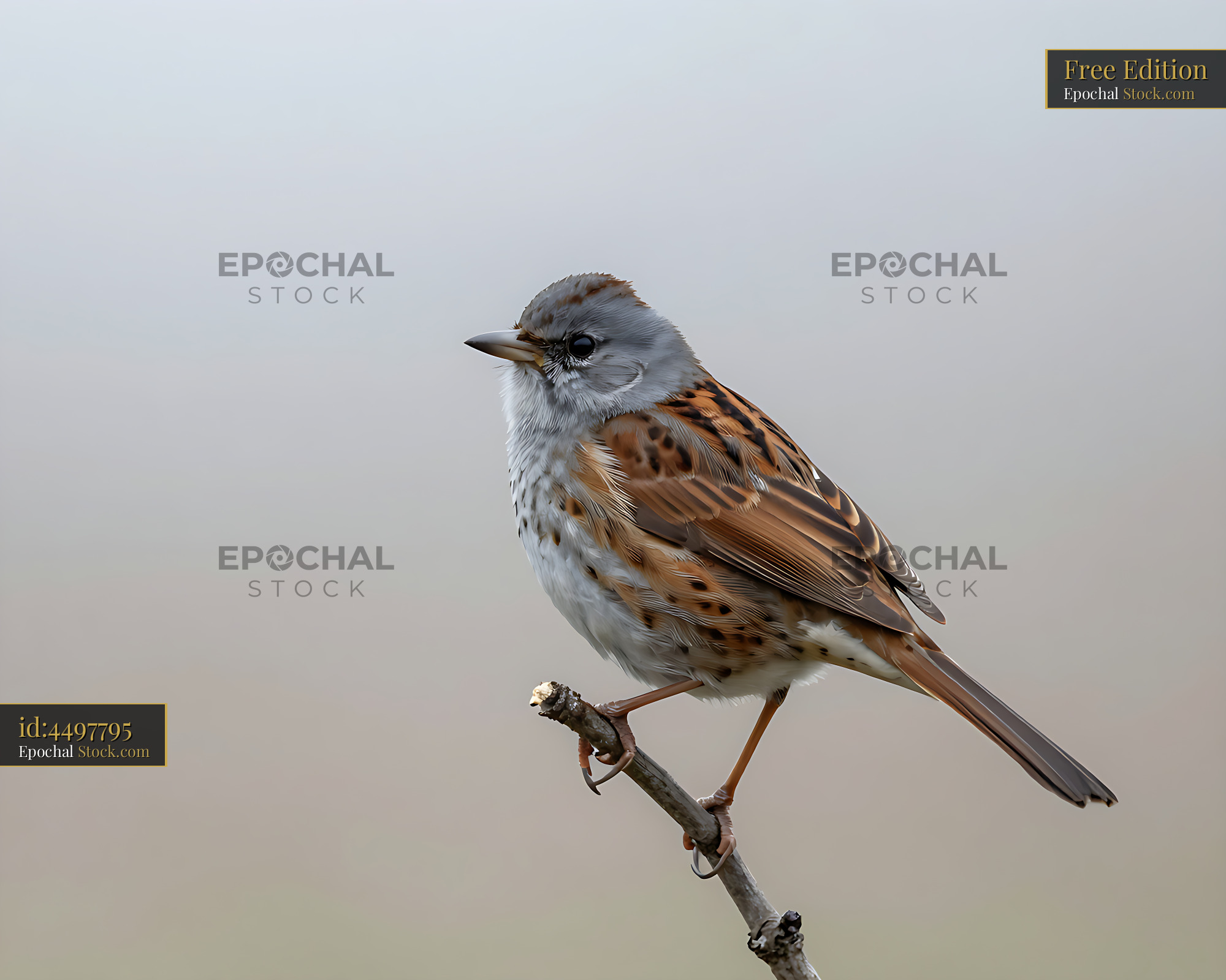 Dunnock perched on a thin branch against a soft neutral background - stock photo