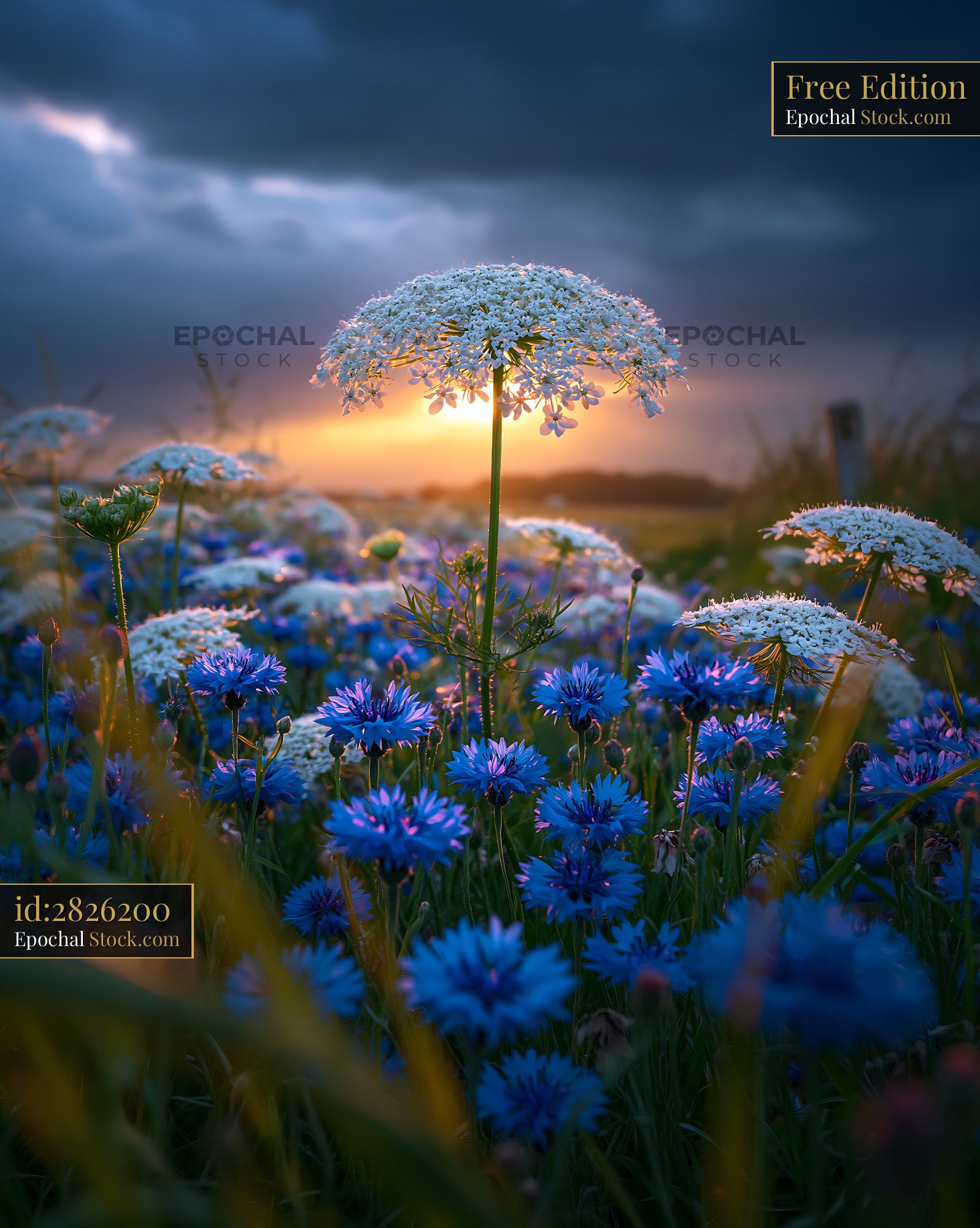 Wild carrot and blue cornflowers in a summer meadow at sunset - stock photo