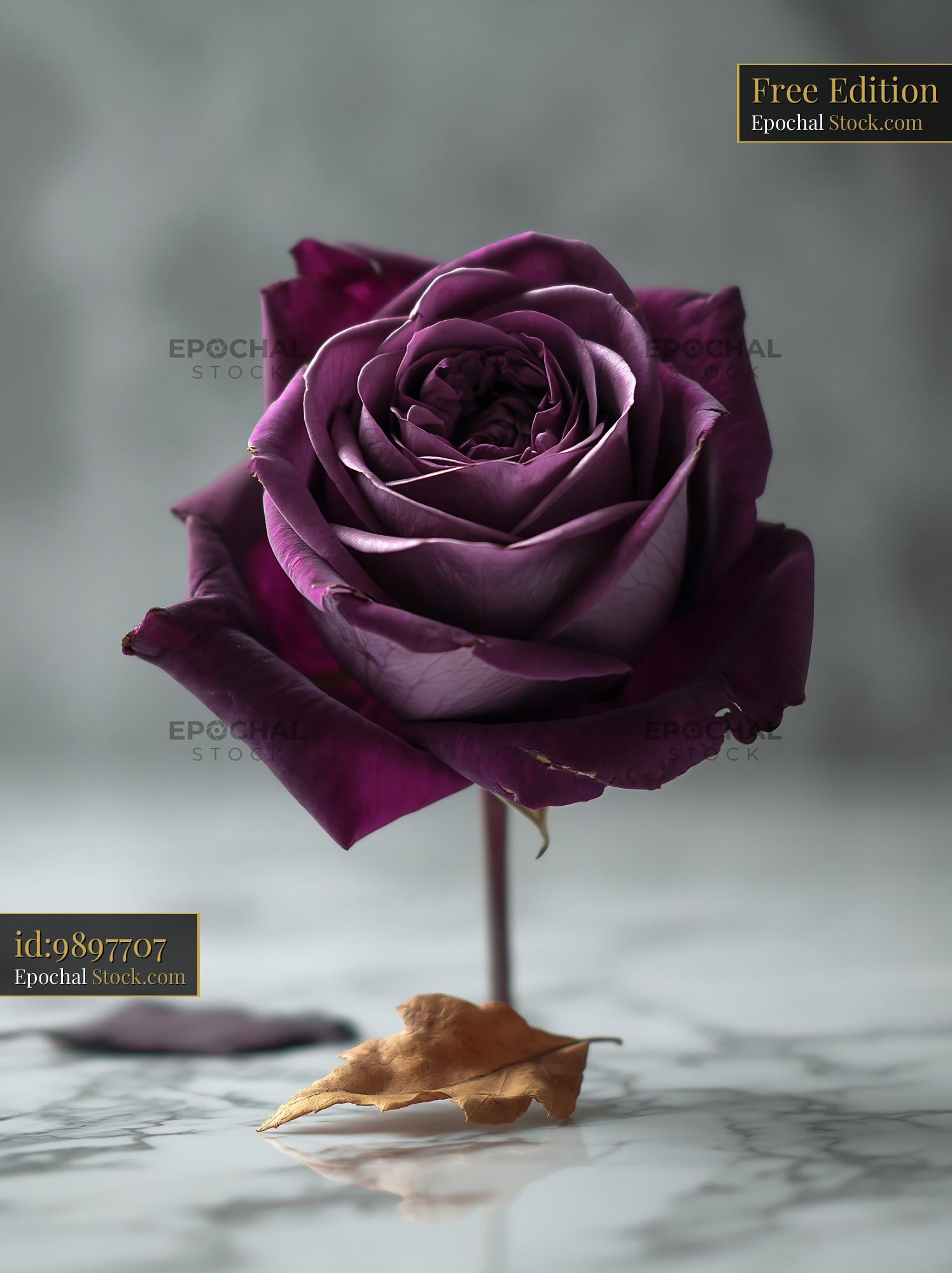 Deep purple rose with a withered leaf on a marble surface - stock photo