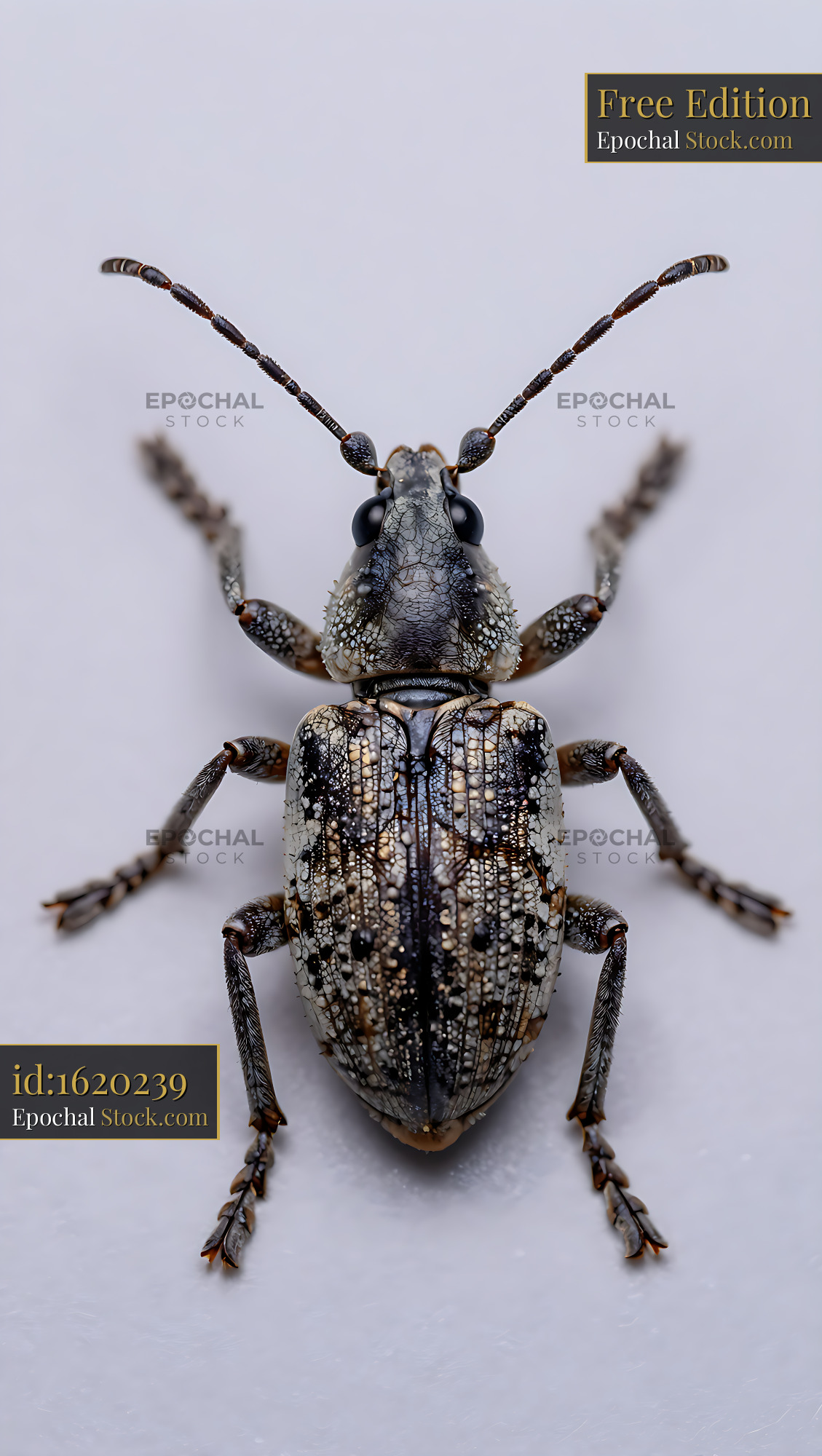 Detailed macro view of an acorn weevil on a neutral background - stock photo