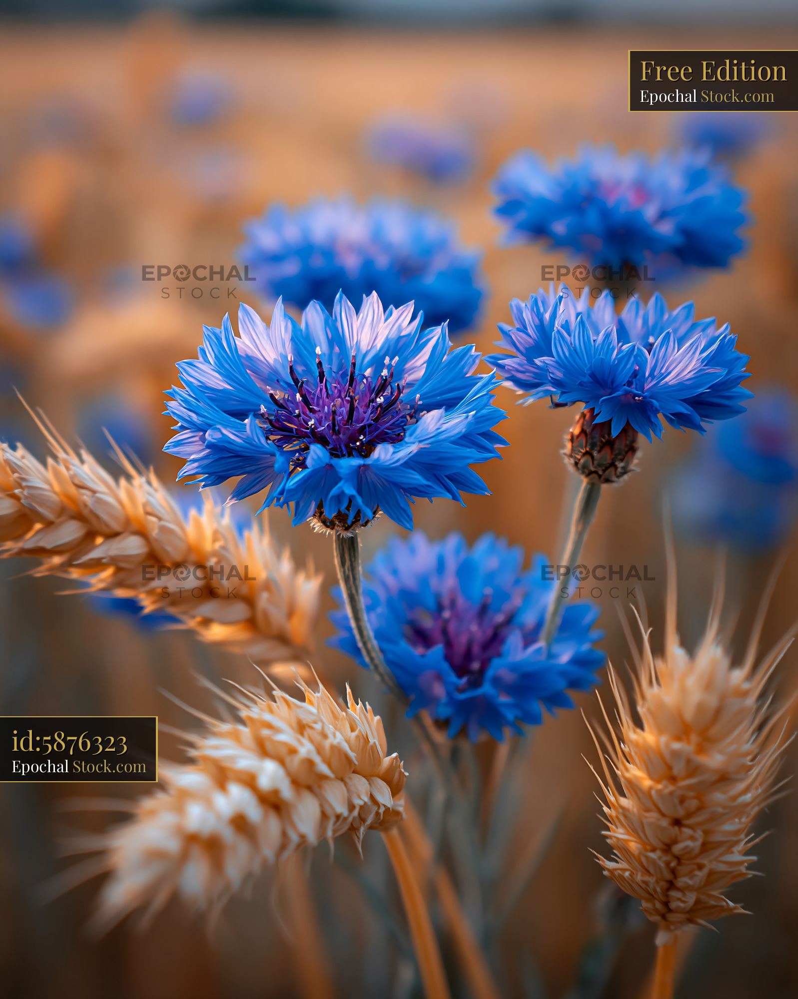 Blue cornflowers and golden wheat ears blooming in a summer field
