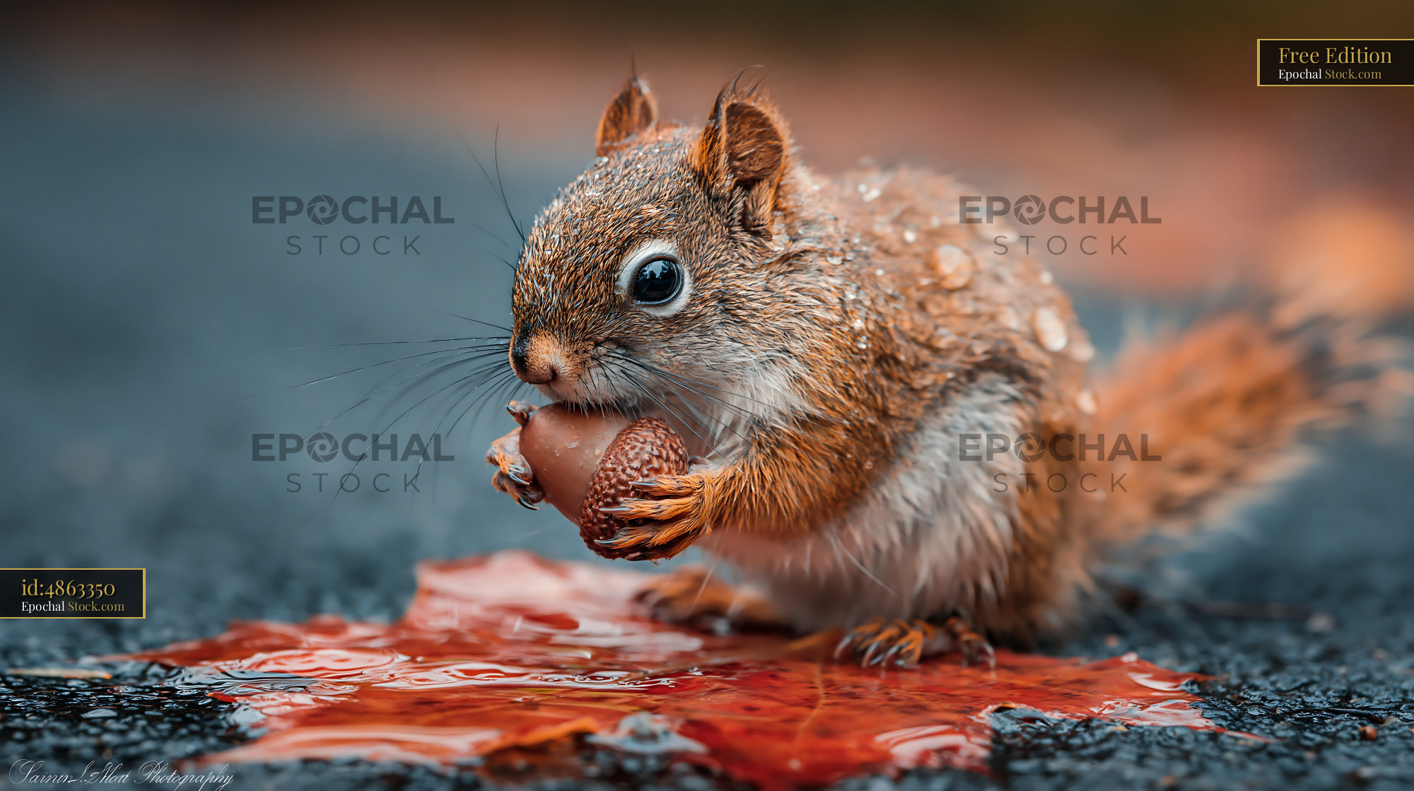 Red squirrel holding an acorn on a wet maple leaf in autumn - stock photo