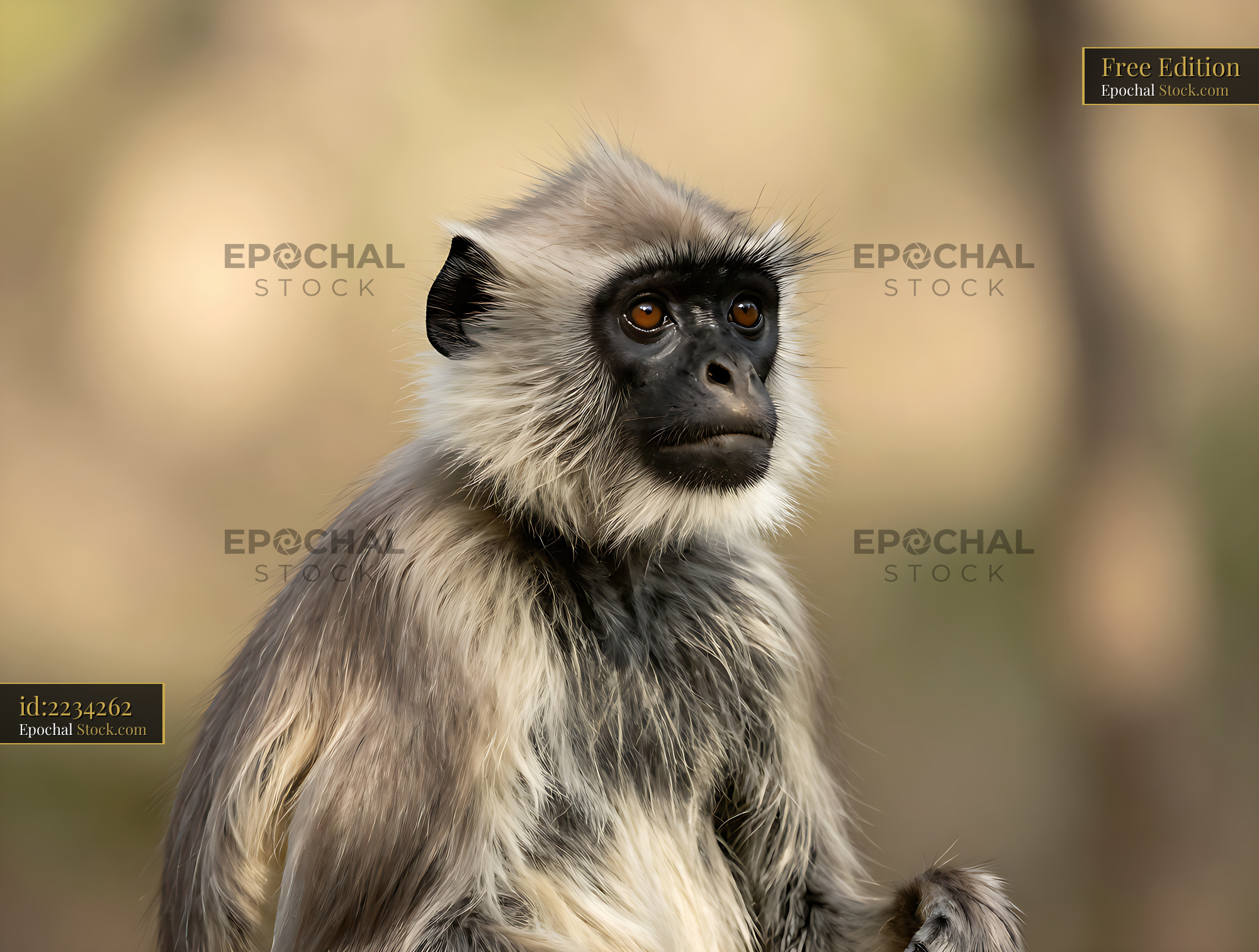 Gray langur monkey with expressive eyes looking into the distance - stock photo