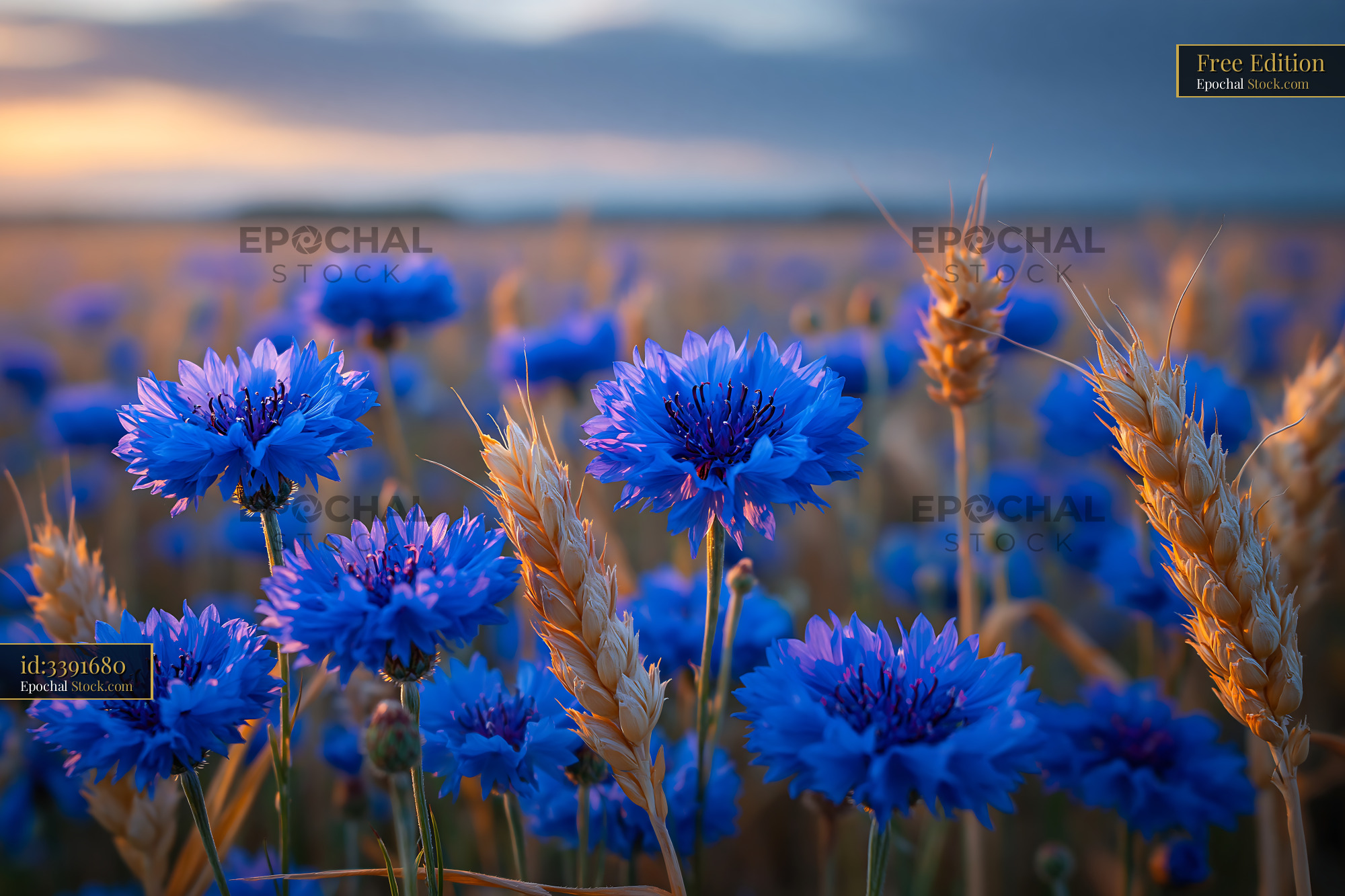 Blue cornflowers and golden wheat stalks in a field at sunset