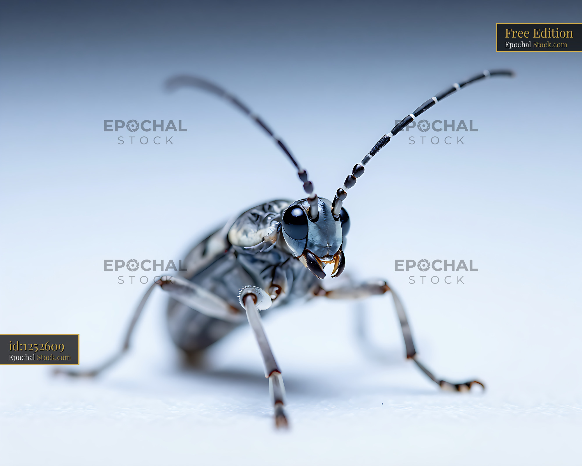 Macro shot of a Banded Alder Borer beetle on a bright surface - stock photo