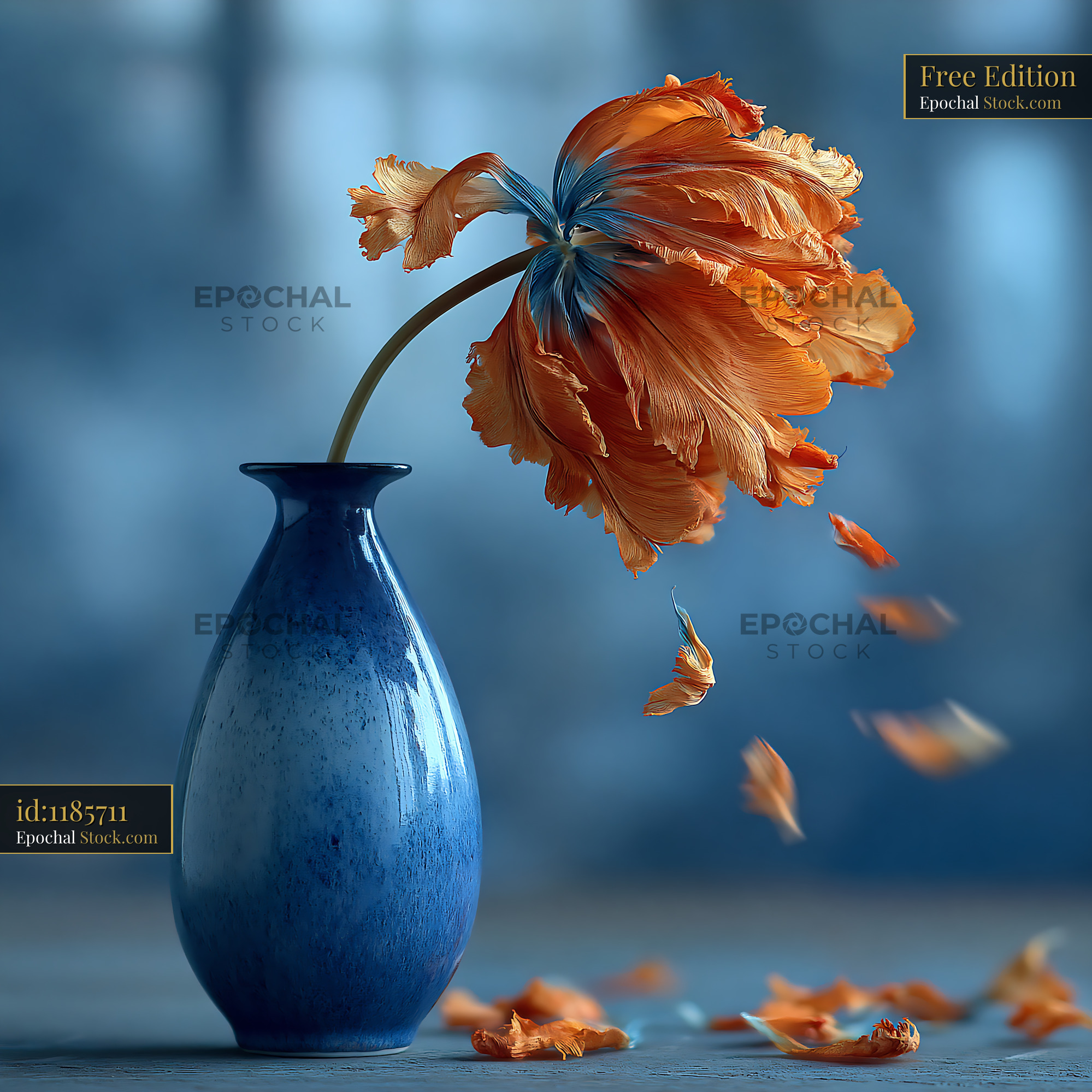 Wilted orange parrot tulip in blue vase with falling petals - stock photo