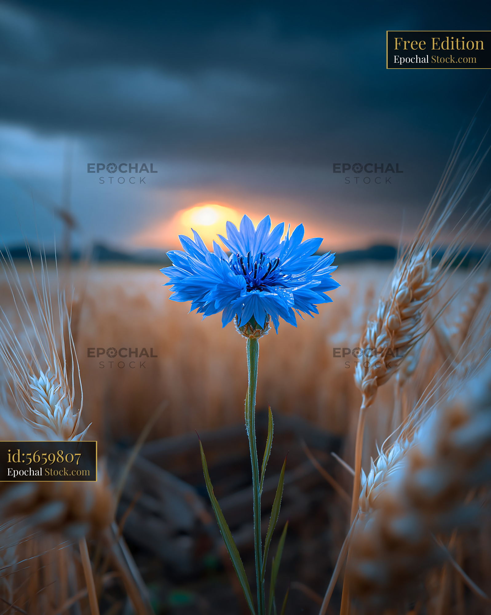 Blue cornflower standing in a golden wheat field at sunset
