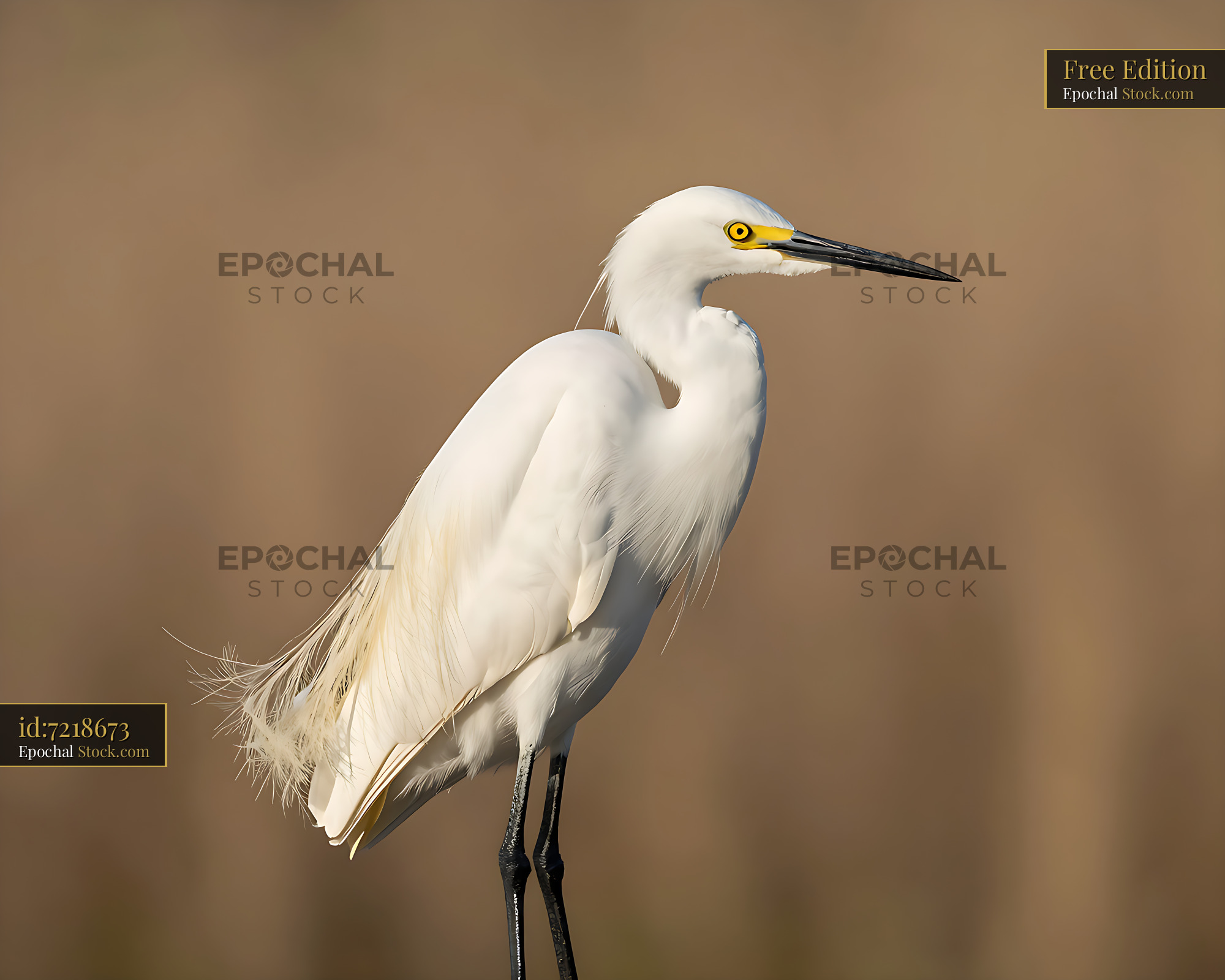 Snowy egret standing in soft light against a blurred background - stock photo