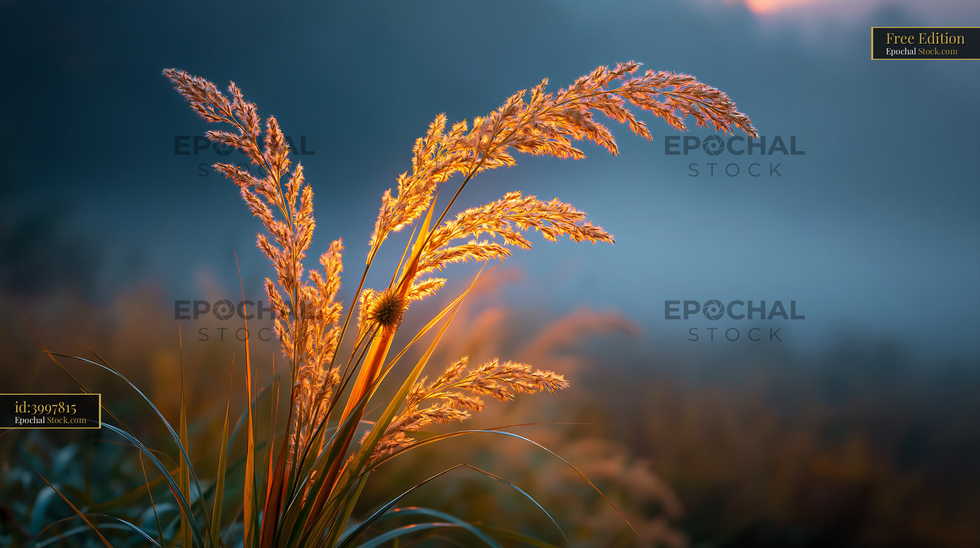 Golden sunlight meadow grass glowing in the misty morning light - stock photo