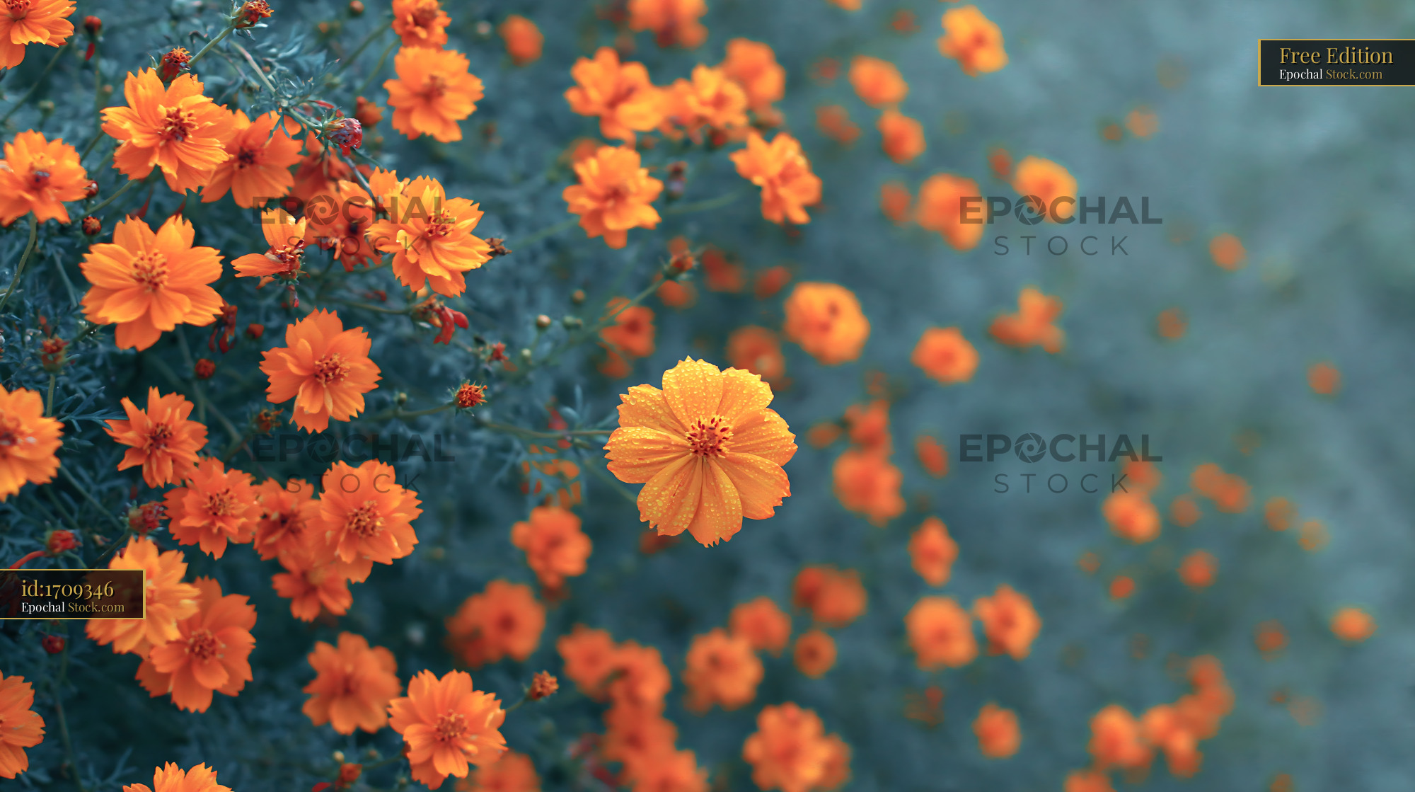 Vibrant orange cosmos flowers with dew drops in a summer garden - stock photo