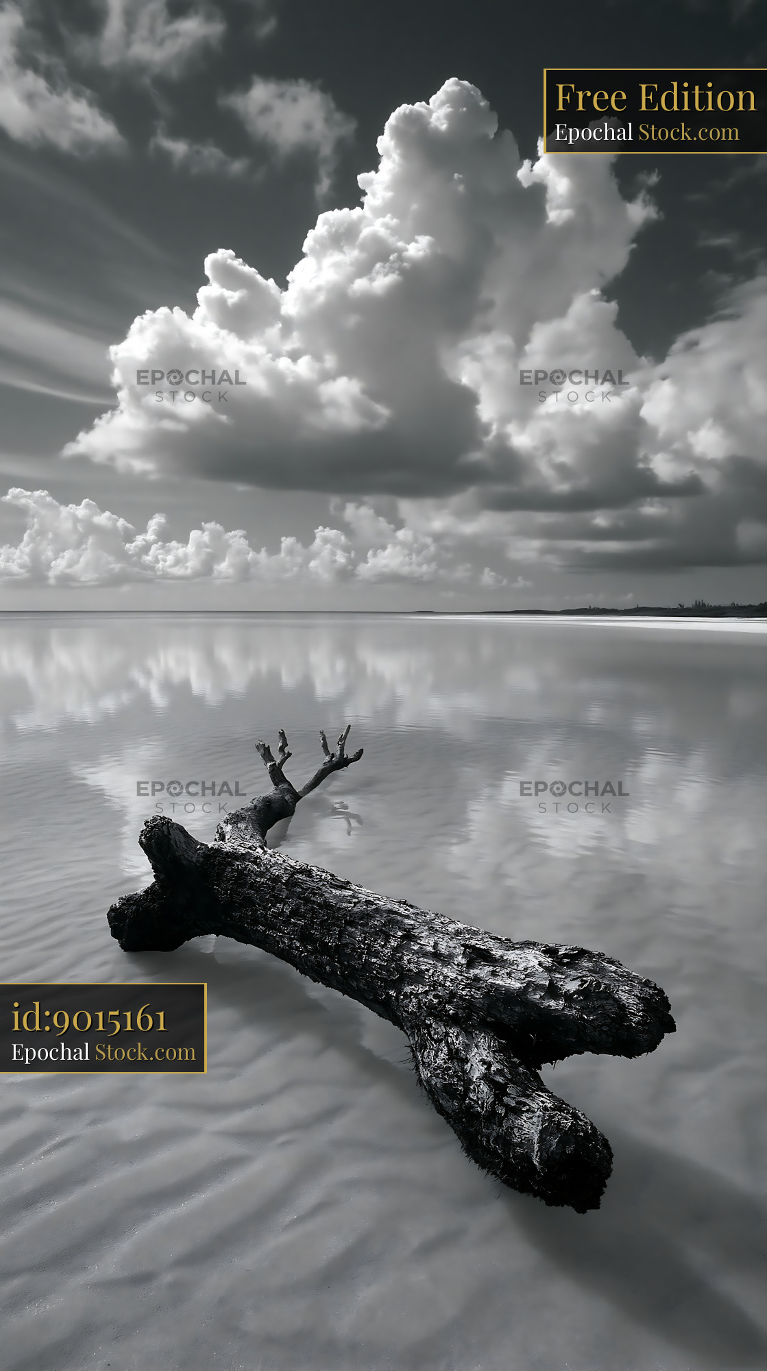 Large driftwood log on a reflective beach under dramatic clouds - stock photo