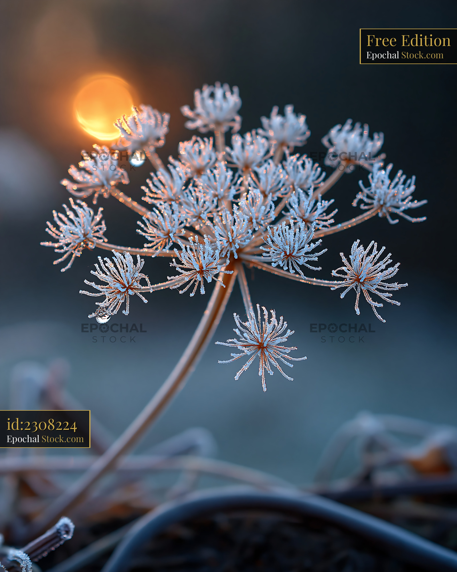 Frozen wild flower umbel covered in hoar frost at sunrise - stock photo