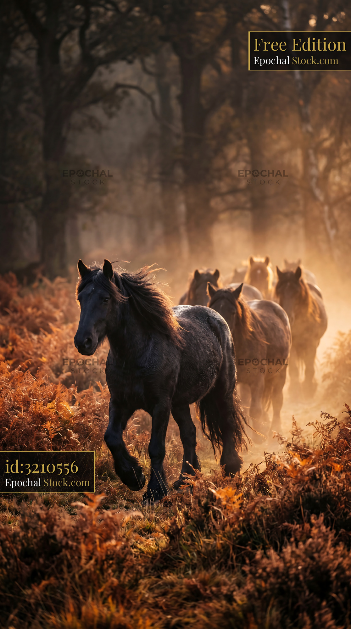 Black horse leading a herd through a misty forest at sunset - stock photo