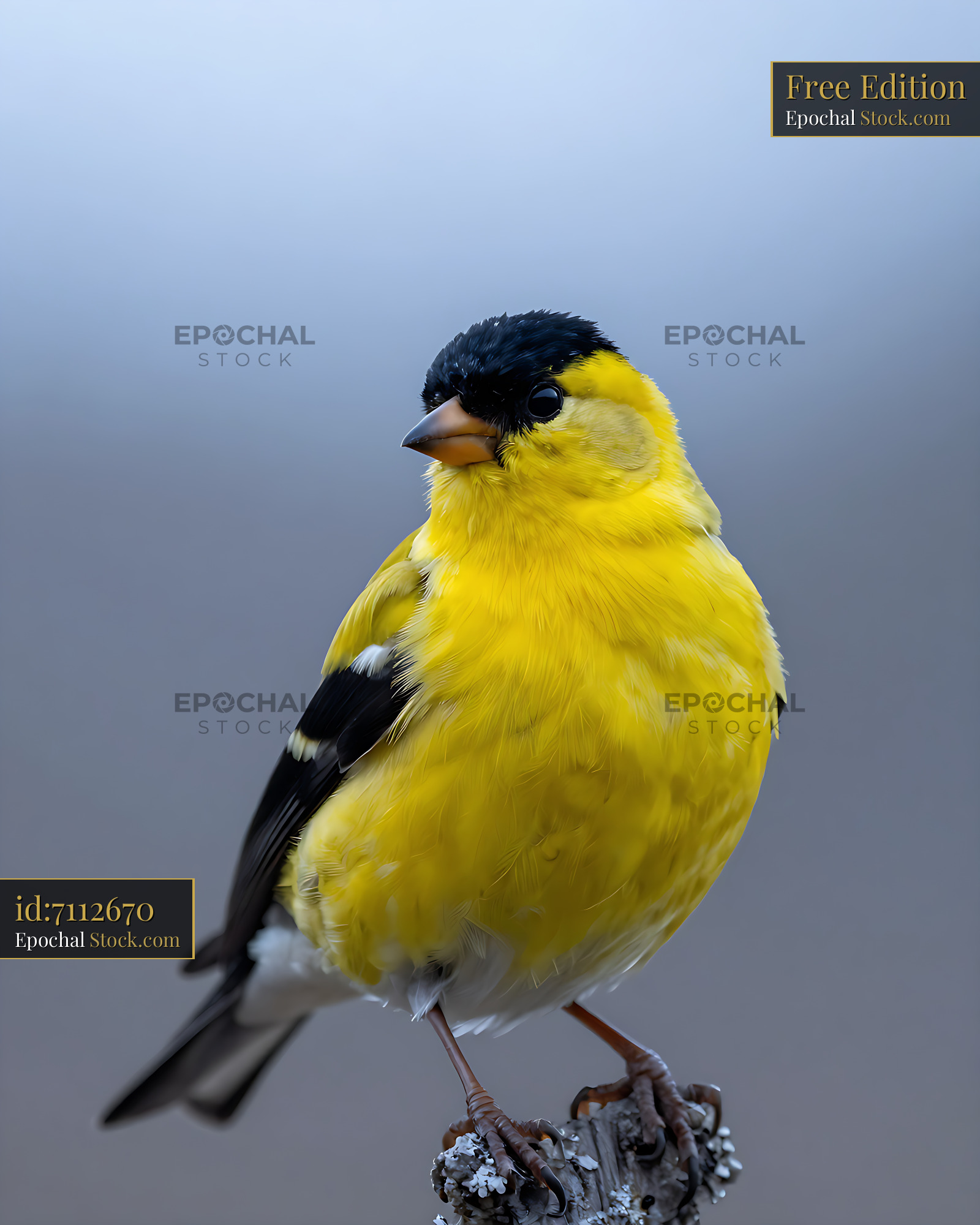 Vibrant male American goldfinch perched on a weathered branch - stock photo