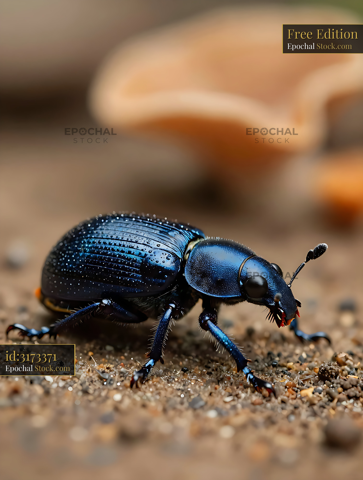 Schoenherr's blue weevil crawling on sandy ground near a mushroom - stock photo