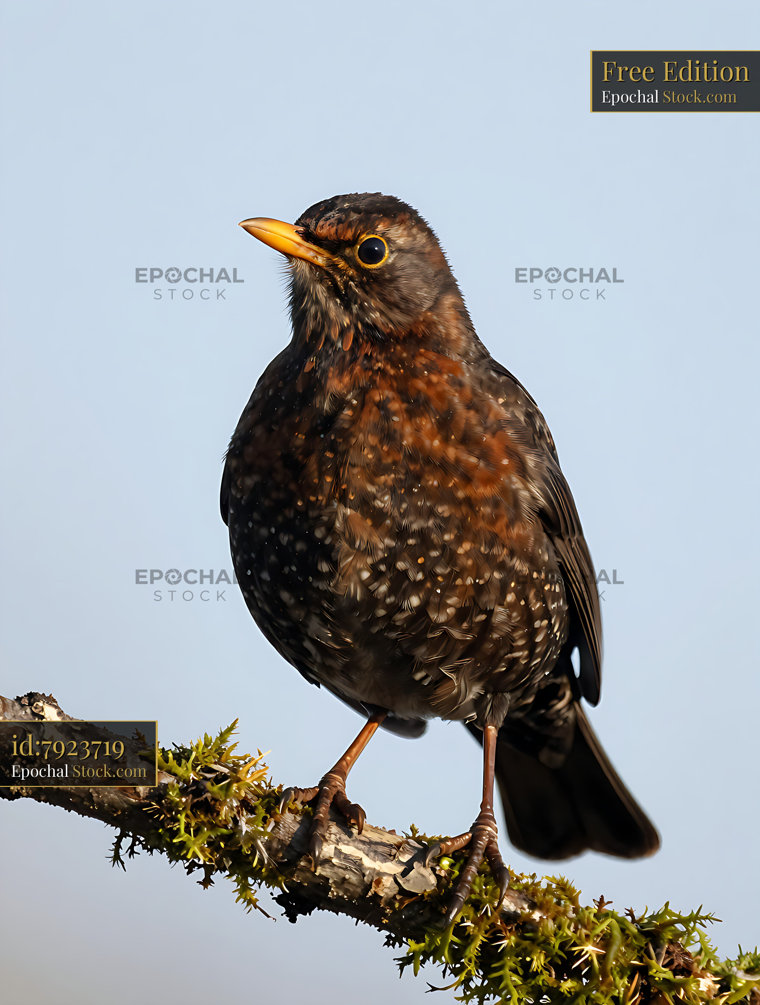 Eurasian blackbird perched on a mossy branch against a blue sky - stock photo