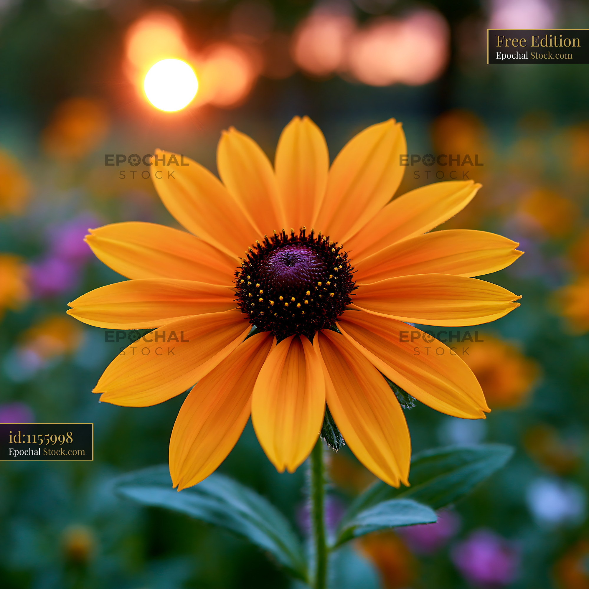 Yellow coneflower blooming in a summer meadow at sunset - stock photo