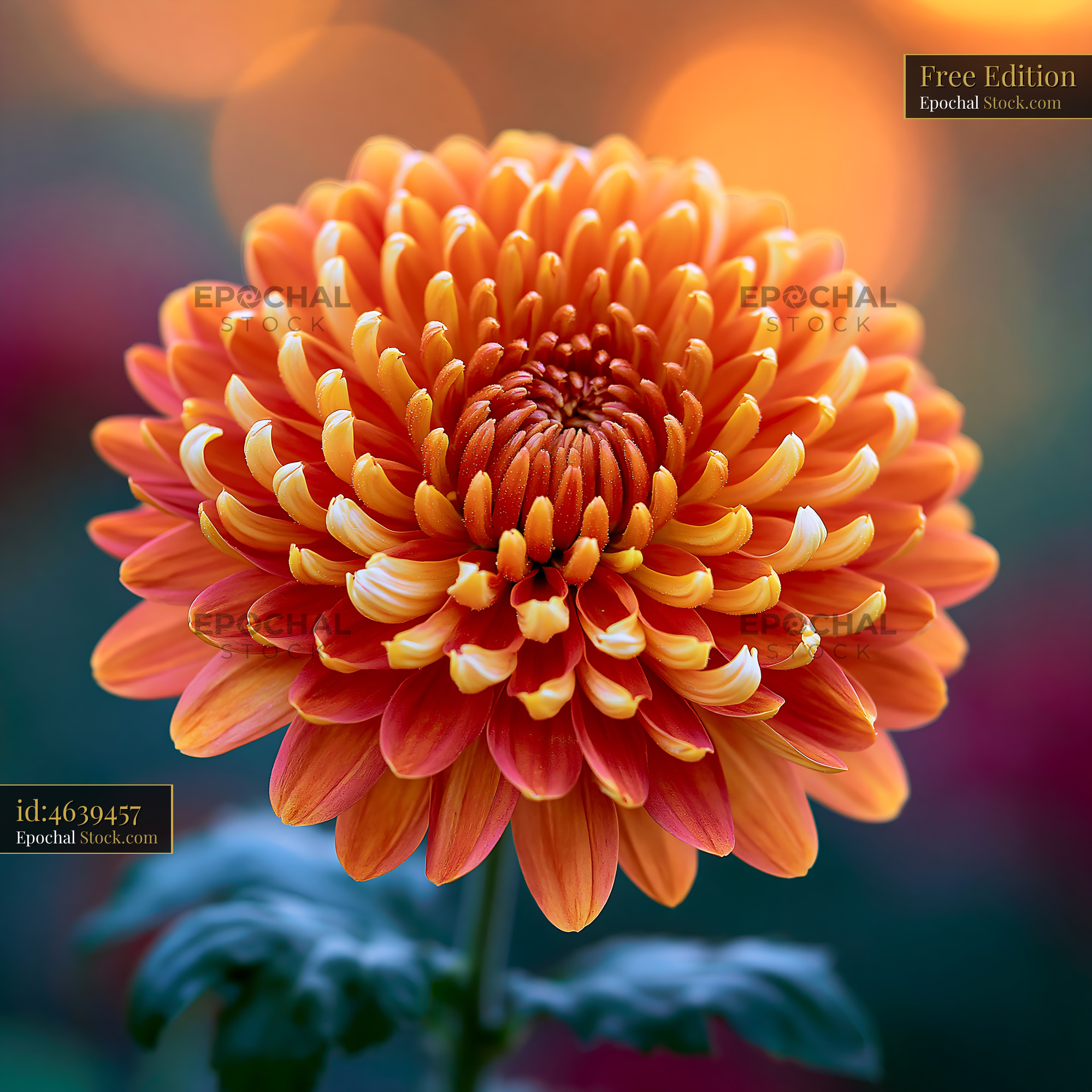 Vibrant orange chrysanthemum blooming in soft golden light - stock photo
