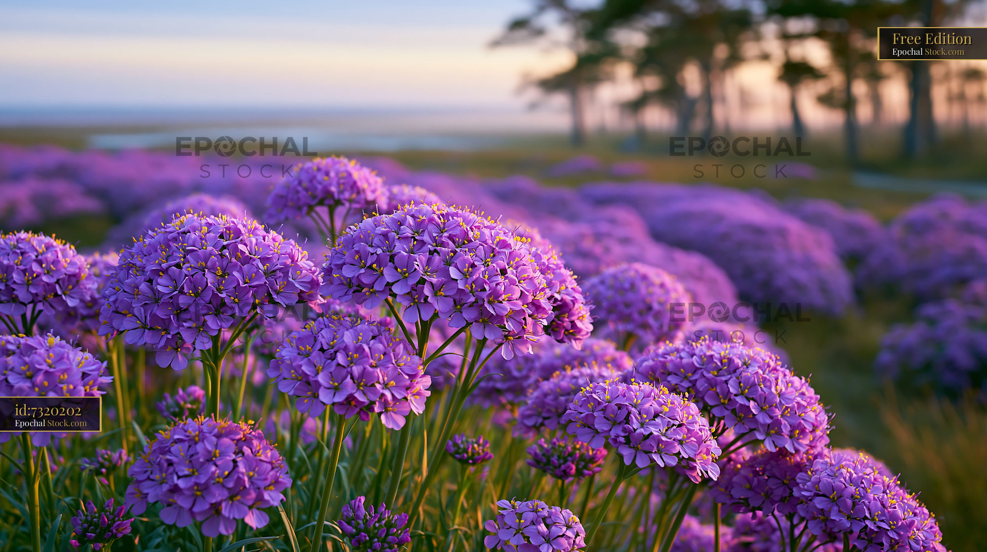 Purple sea lavender blooming in a coastal marsh at sunset - stock photo