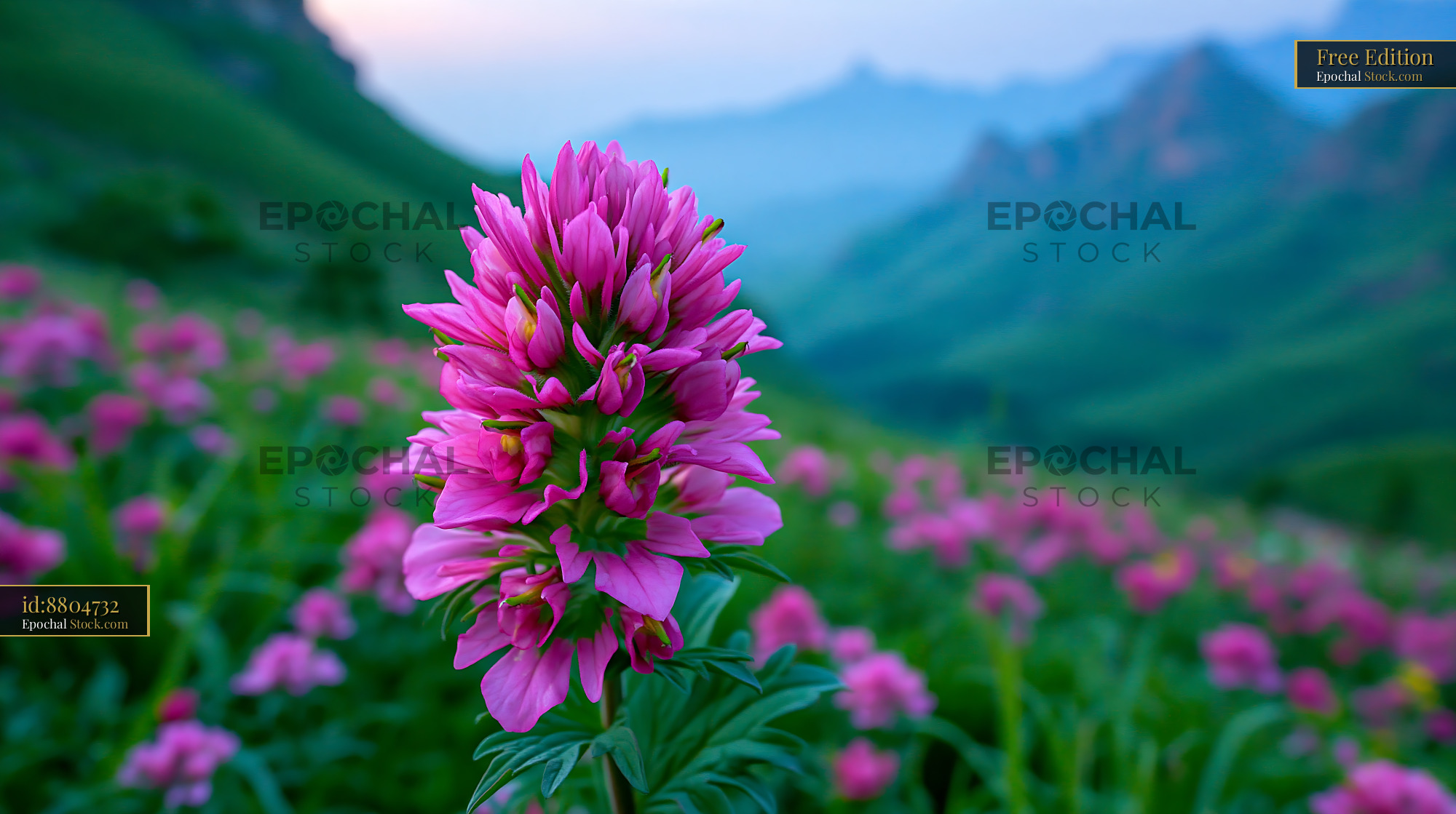 Vibrant pink ethiopian lobelia blooming in a mountain landscape - stock photo