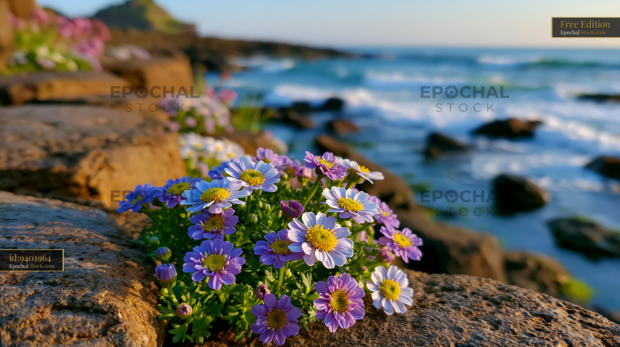 Purple sea daisies blooming on the rocky cliffs of Etretat at sunset - stock photo