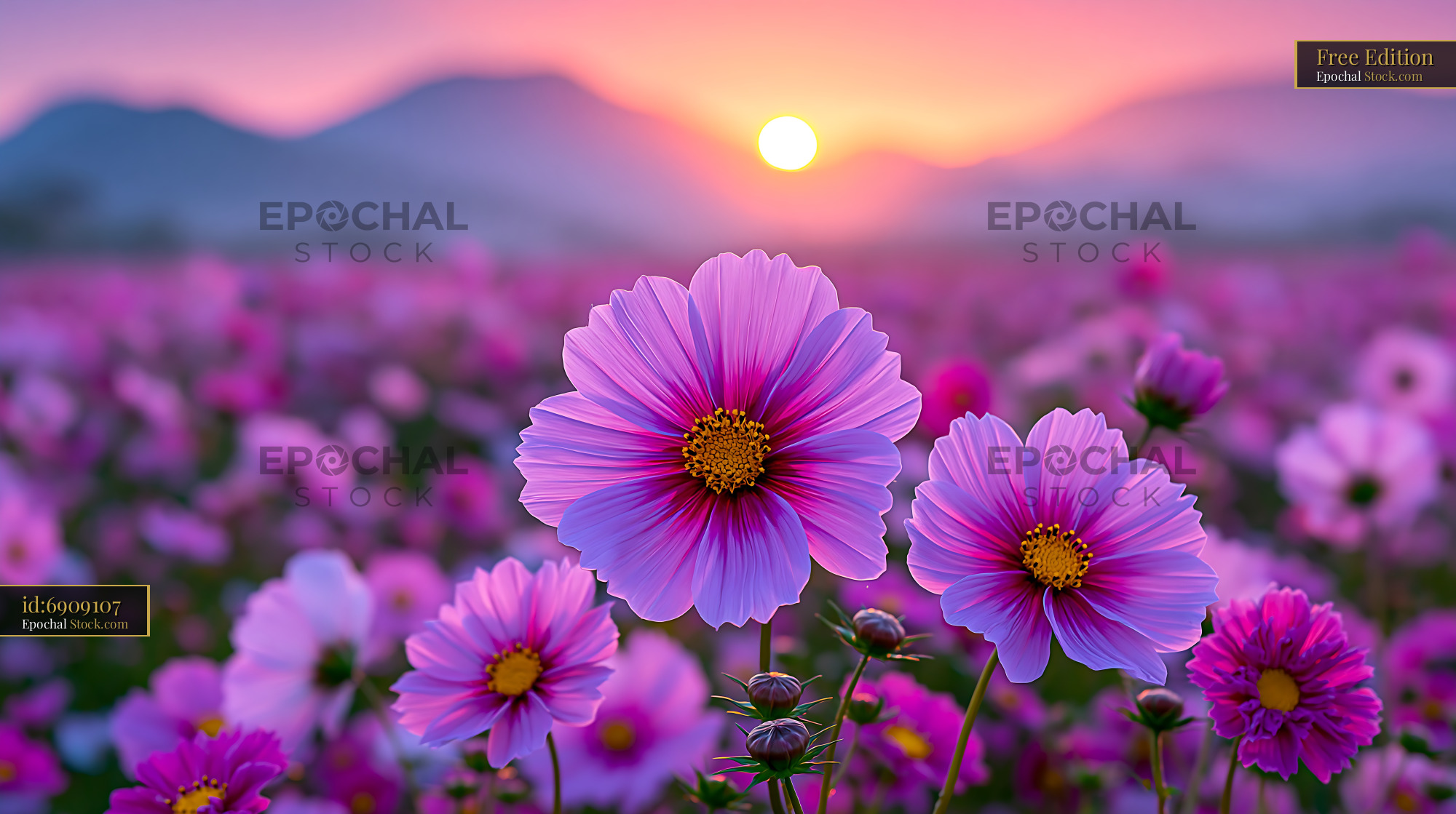 Pink cosmos flowers blooming during atacama desierto florido at sunset - stock photo